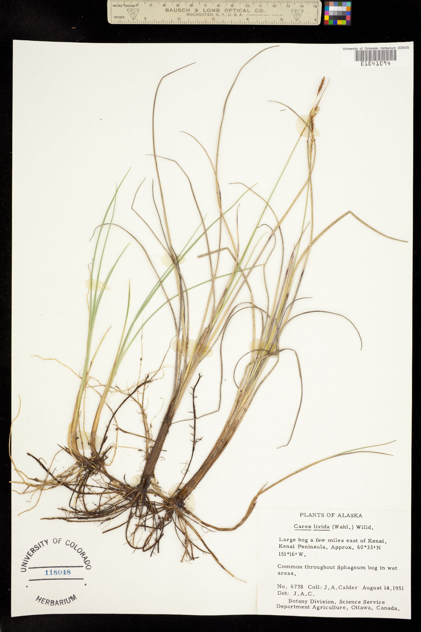Carex livida image