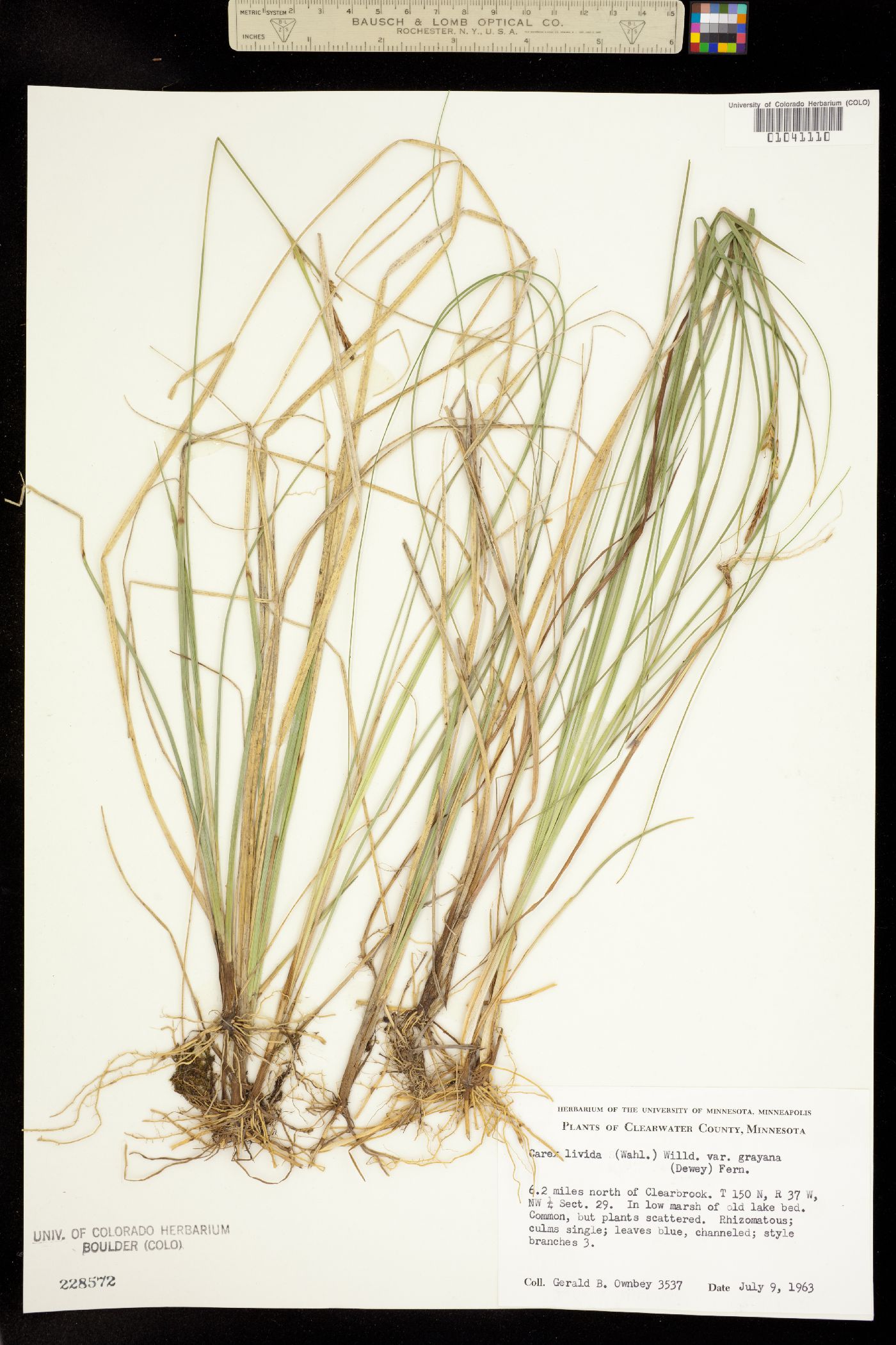 Carex livida image