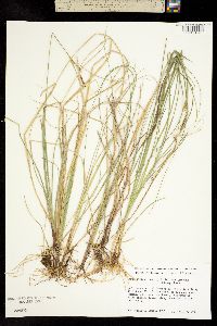 Carex livida image