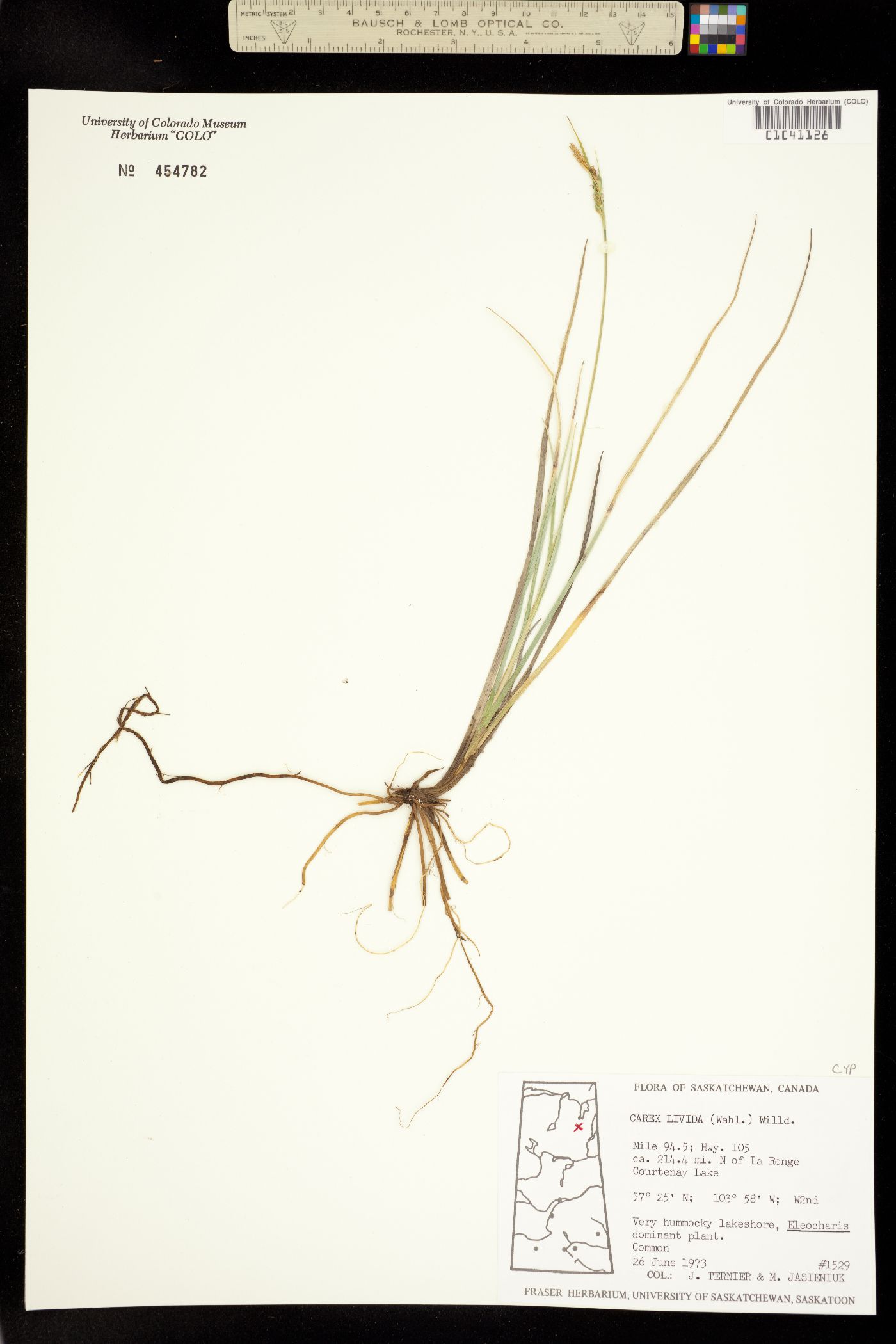 Carex livida image