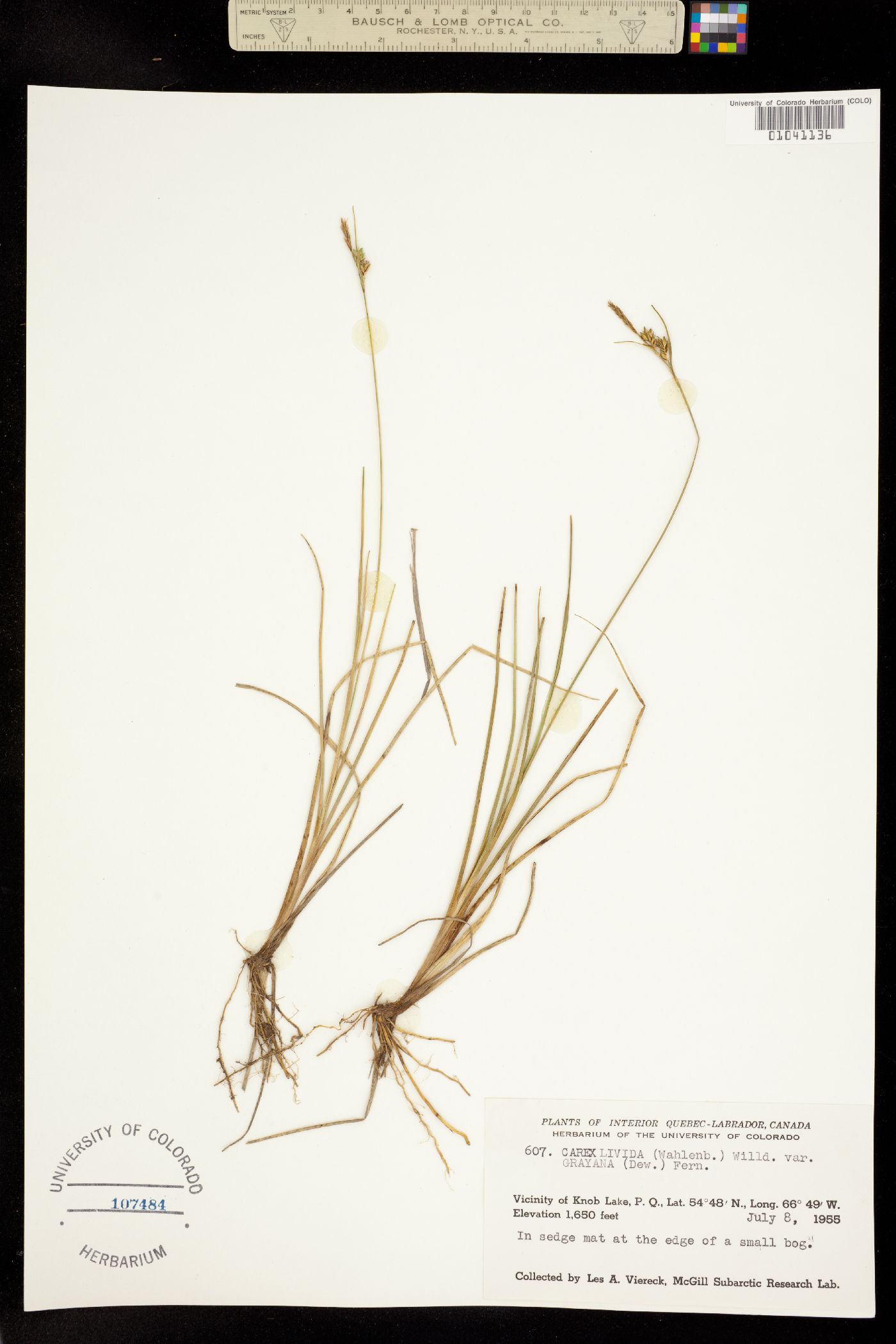 Carex livida image