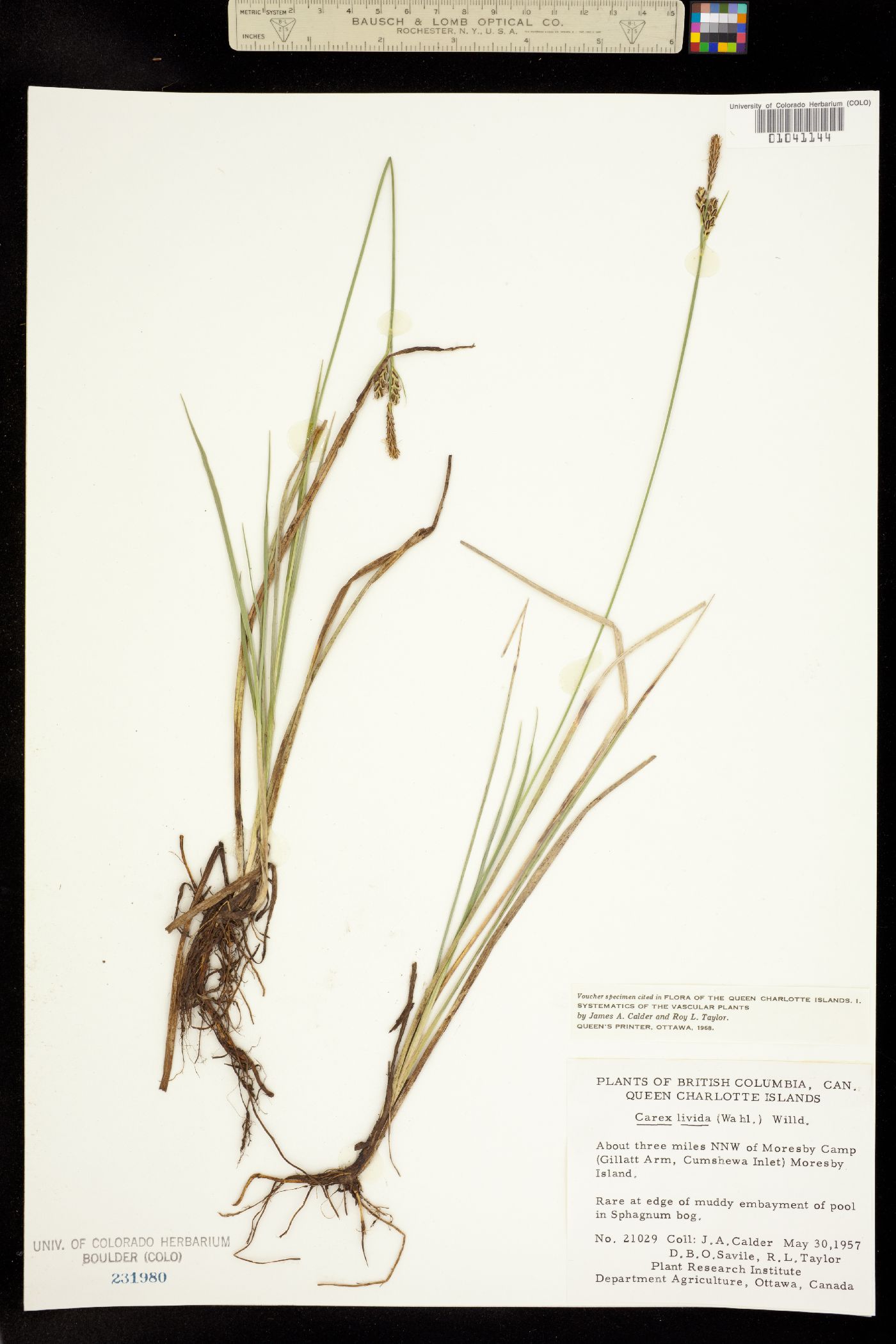 Carex livida image