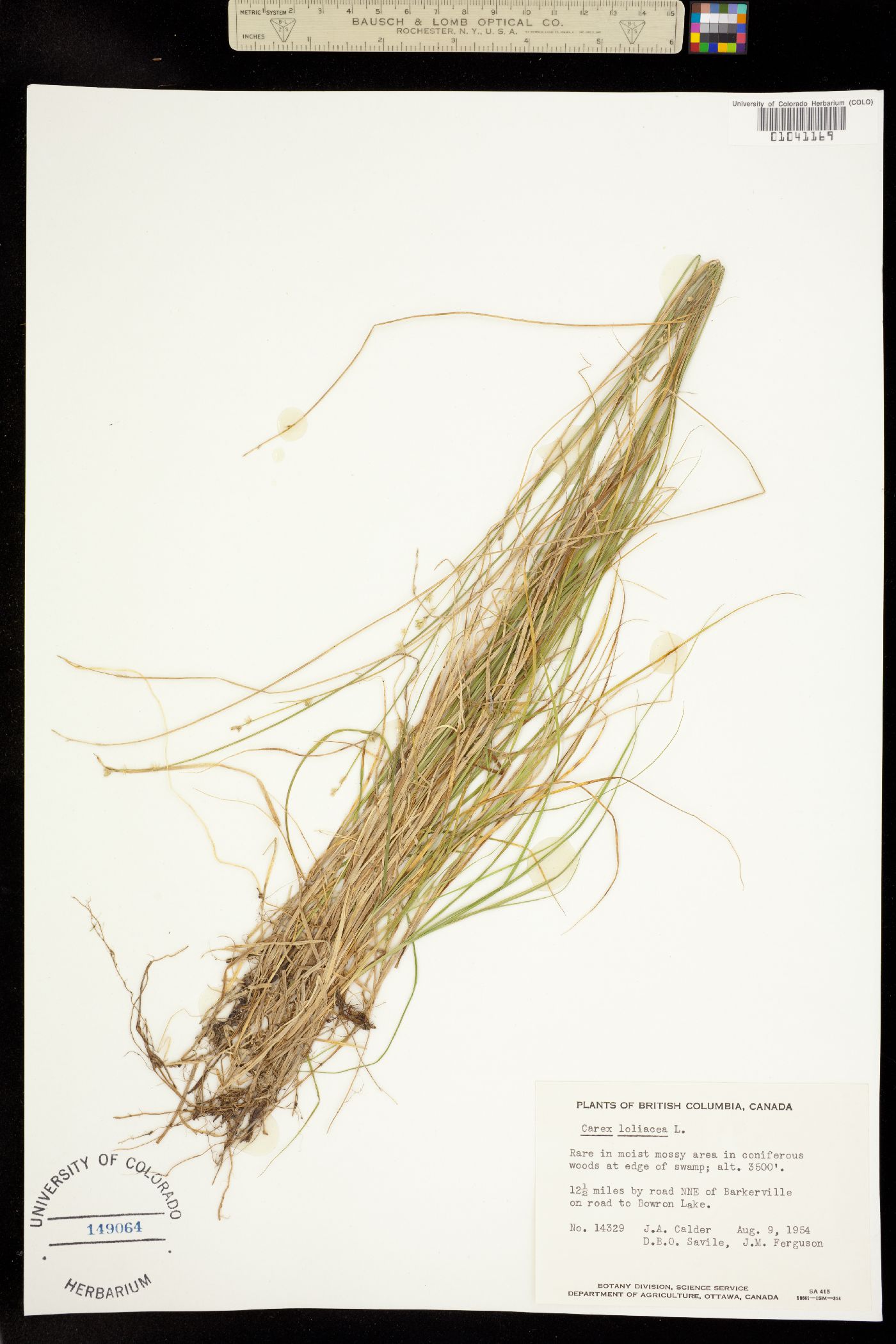 Carex loliacea image