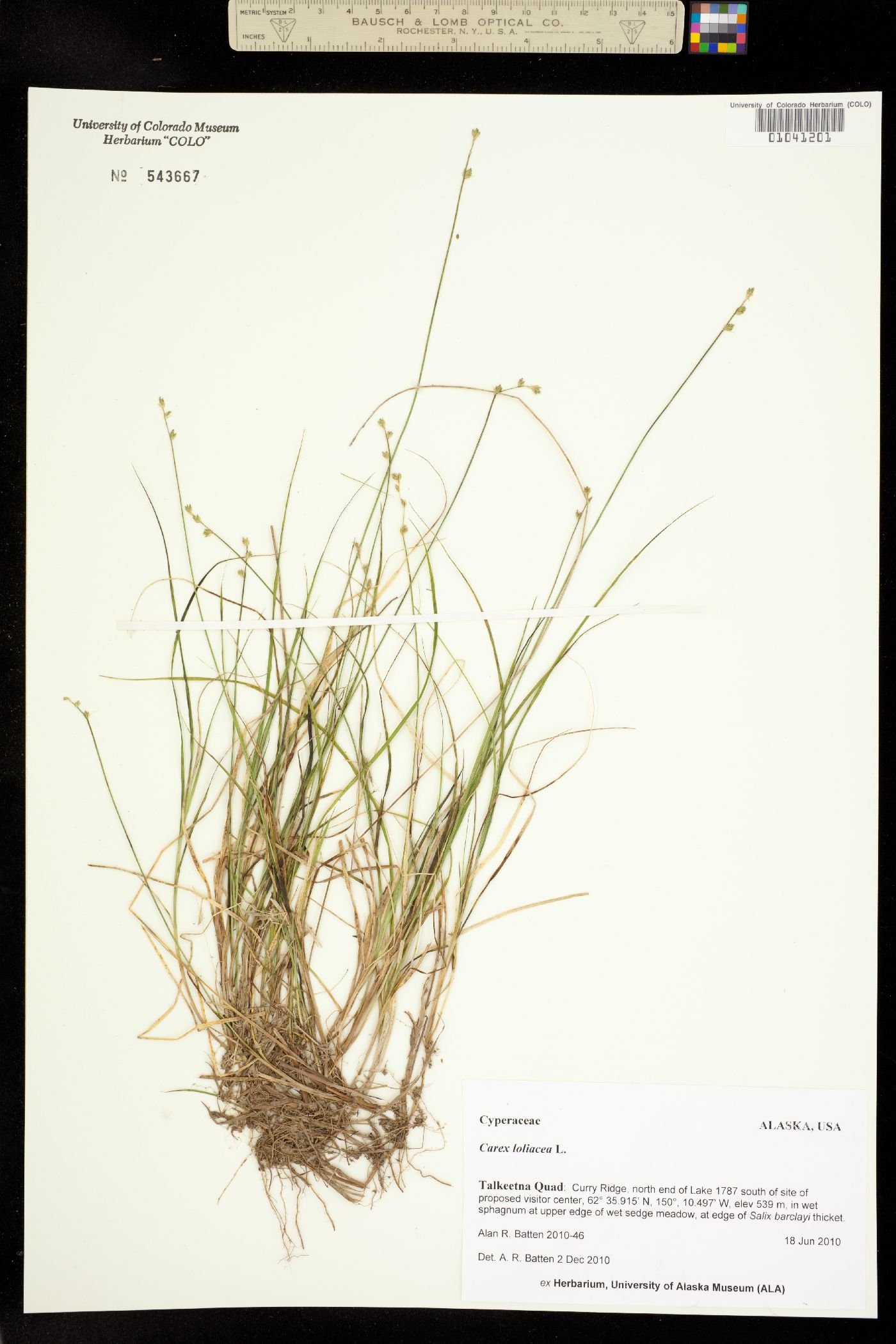 Carex loliacea image