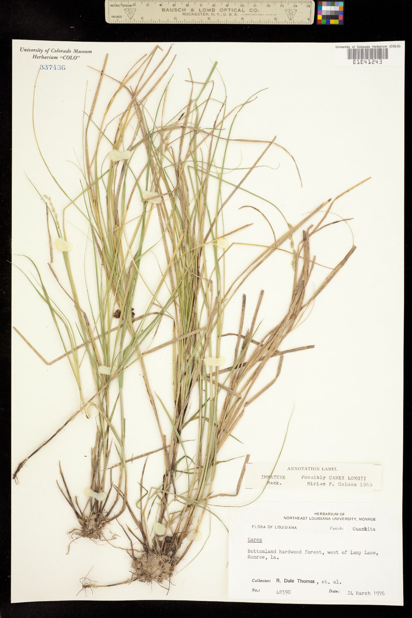Carex longii image