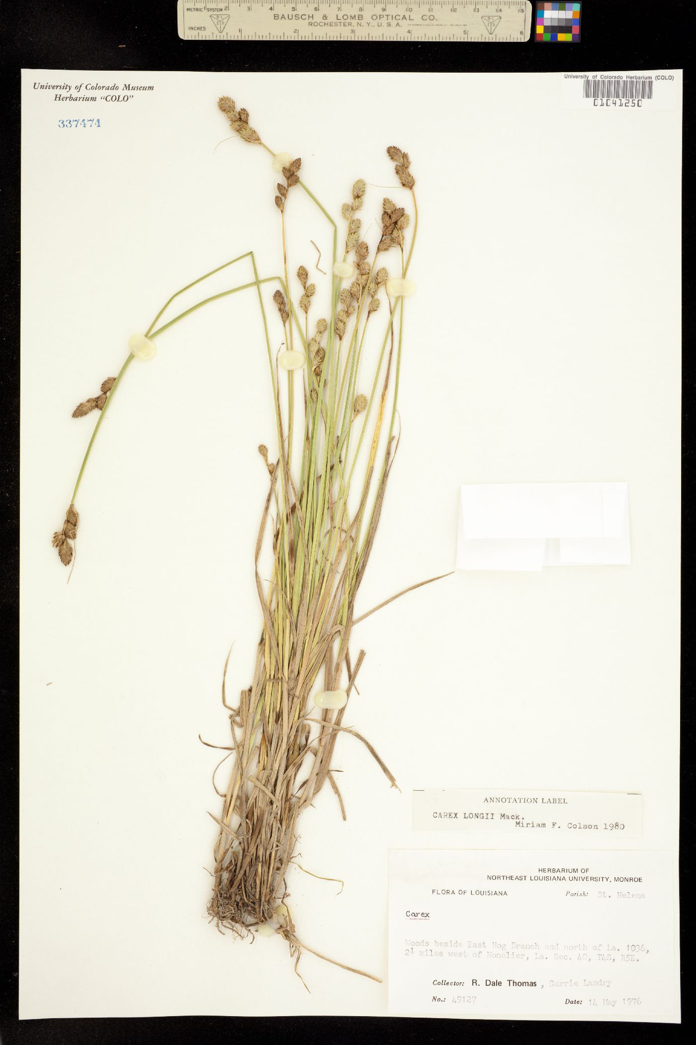 Carex longii image