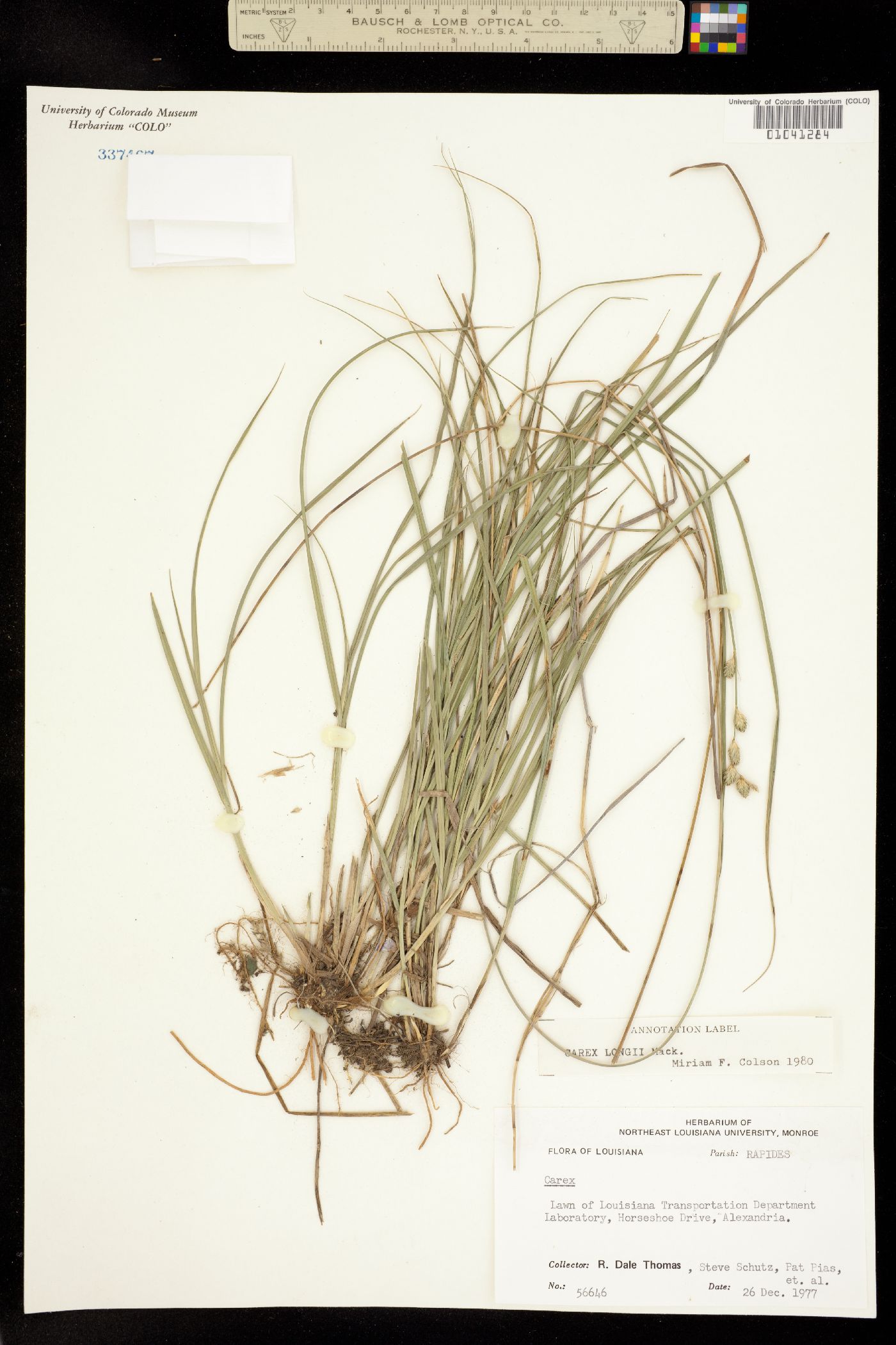 Carex longii image