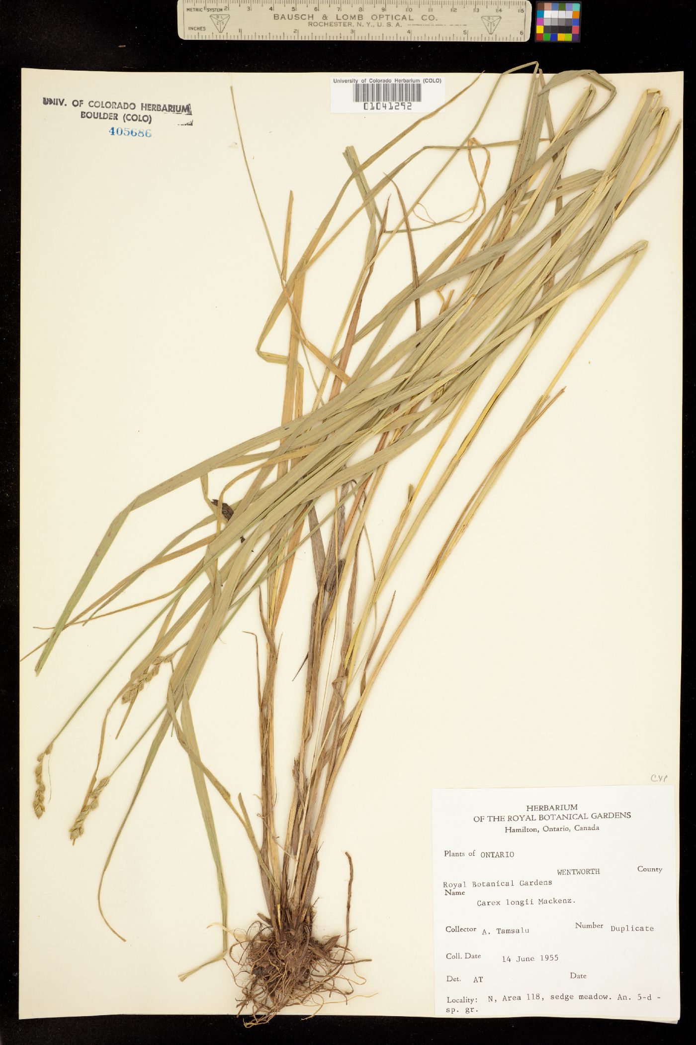 Carex longii image
