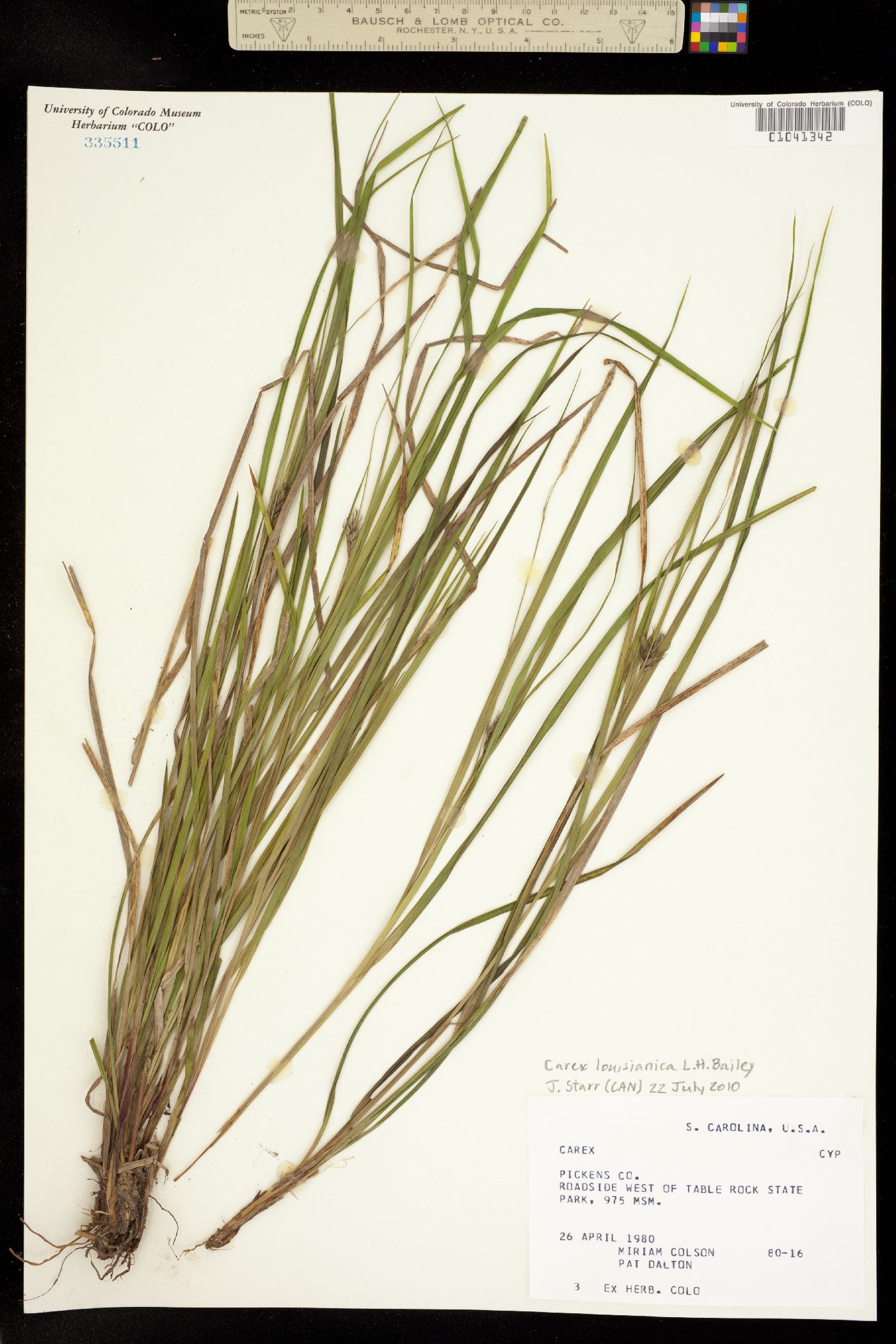 Carex louisianica image