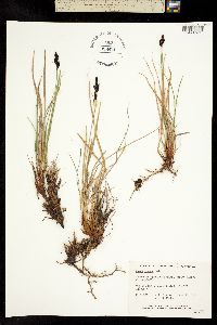Carex bigelowii ssp. lugens image
