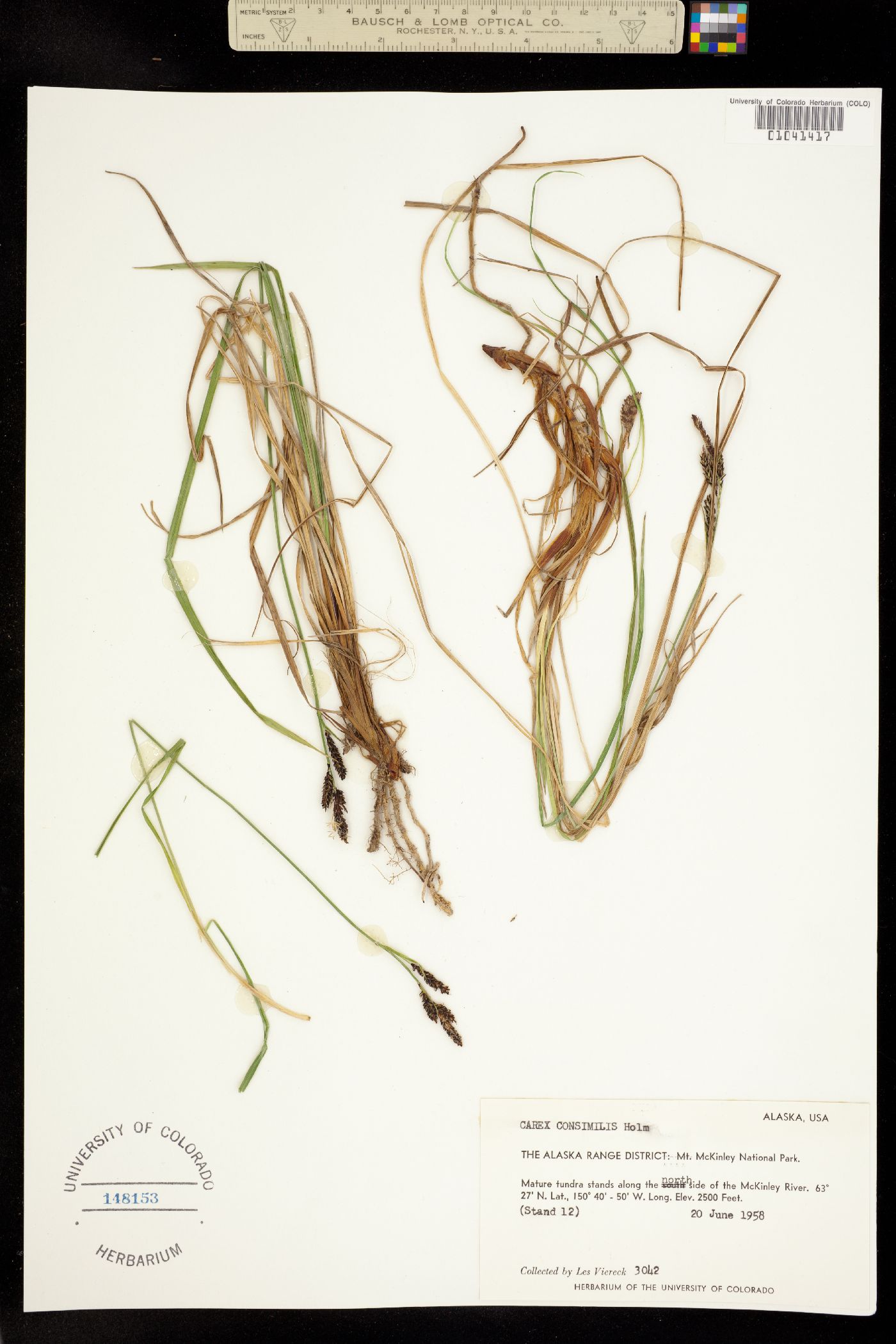 Carex bigelowii image