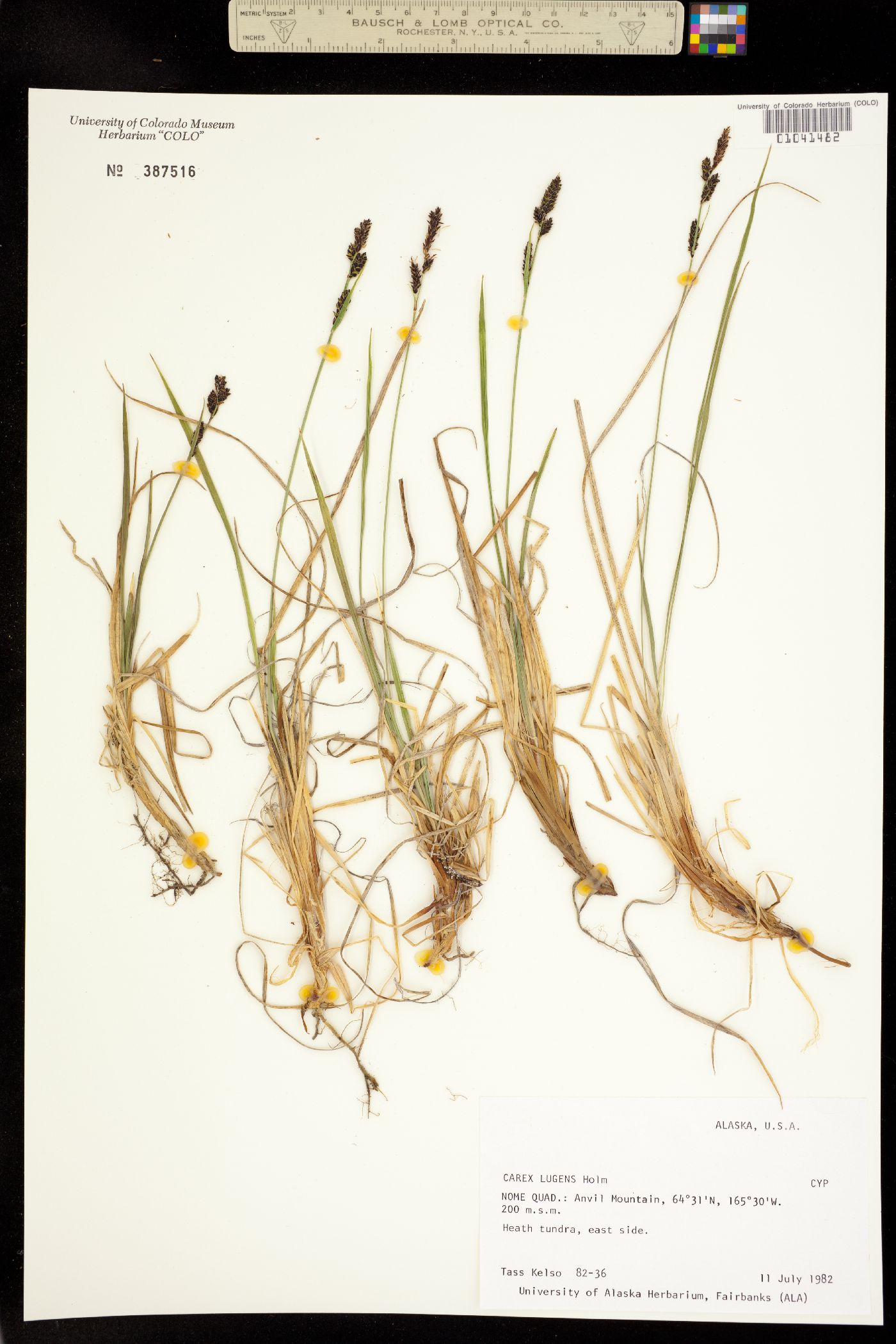 Carex bigelowii image