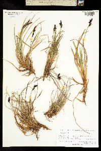 Carex lugens image