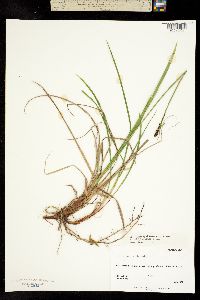 Carex lugens image