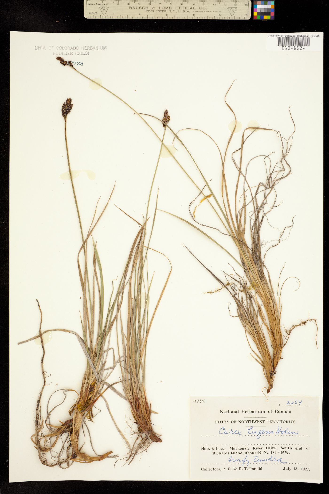 Carex bigelowii ssp. lugens image