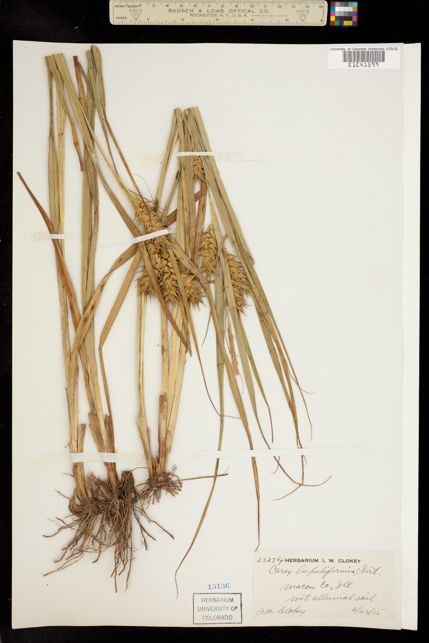 Carex lupuliformis image