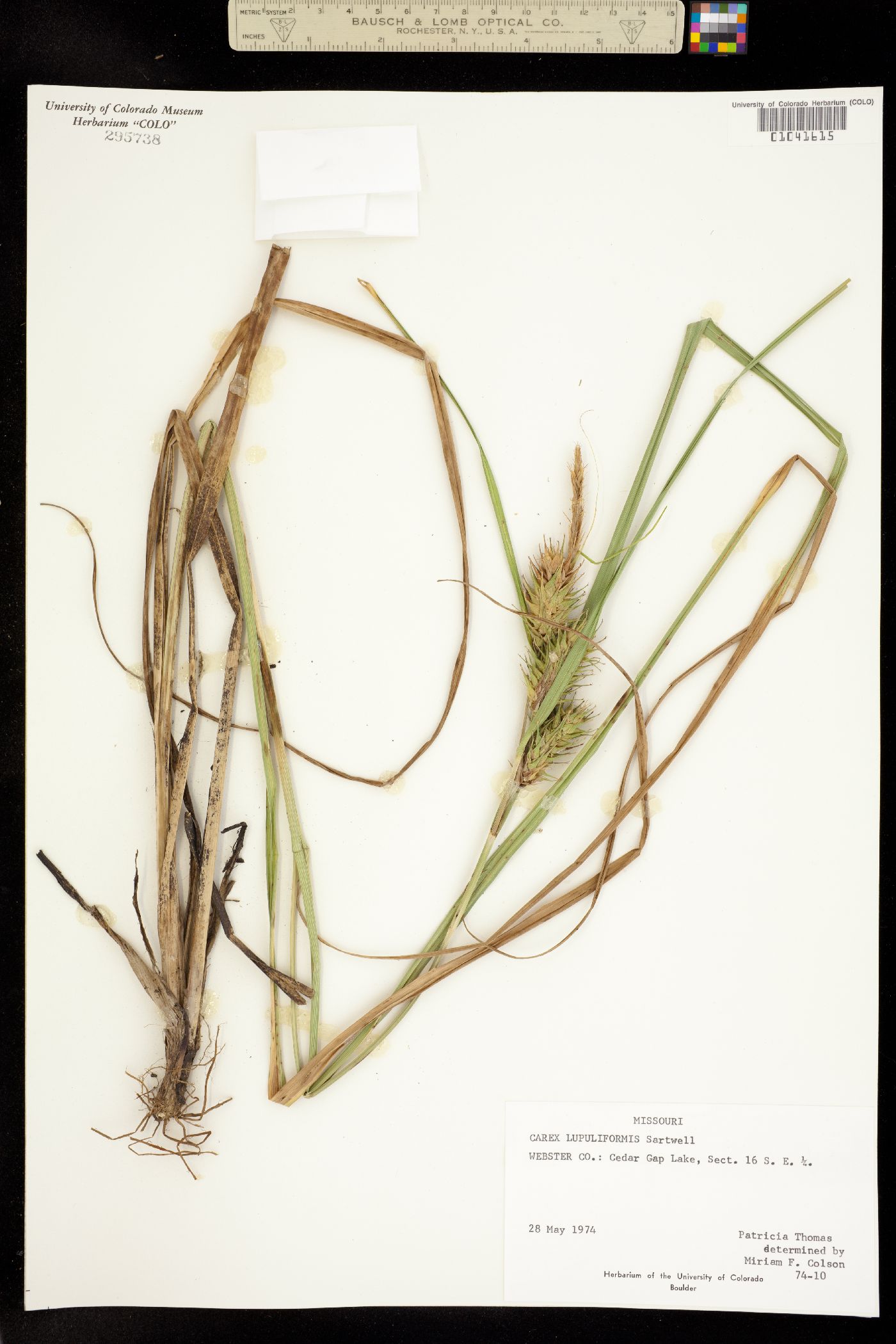 Carex lupuliformis image