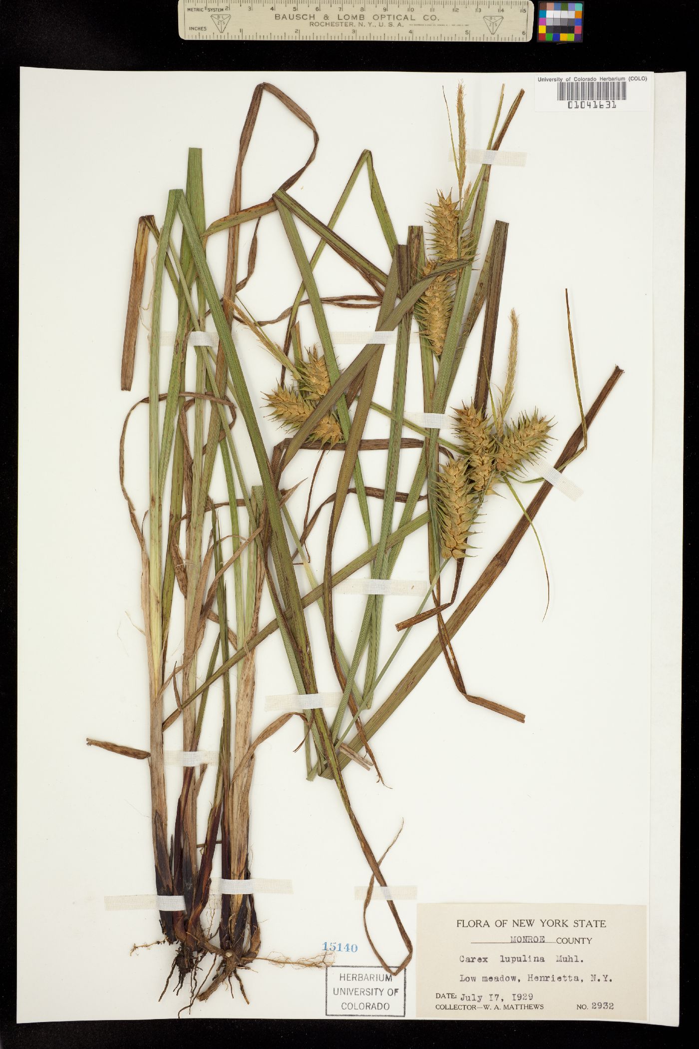 Carex lupulina image