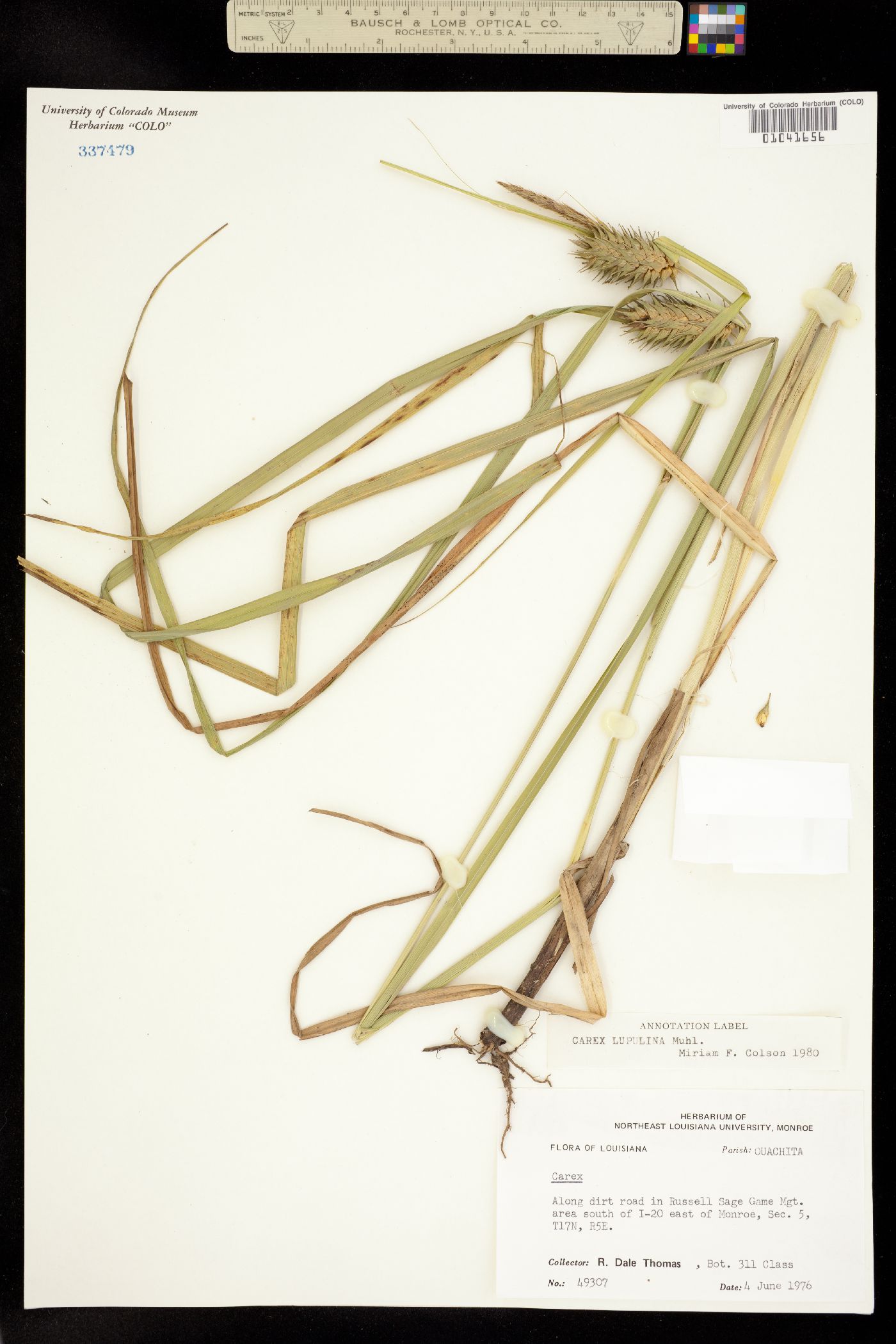 Carex lupulina image