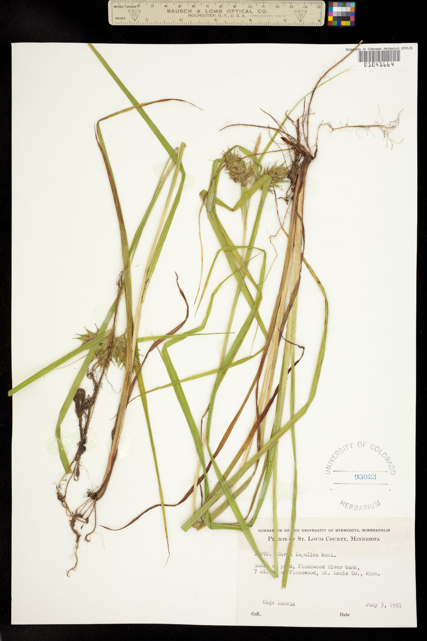 Carex lupulina image