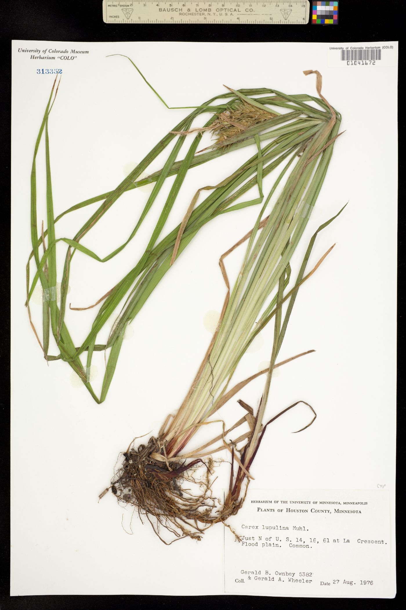 Carex lupulina image