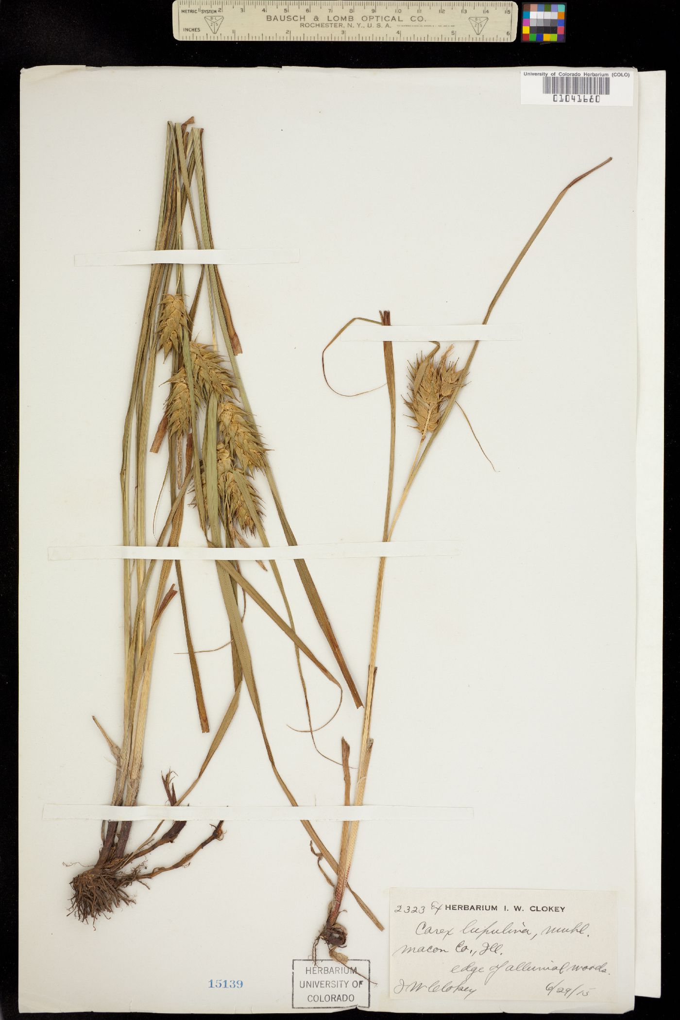 Carex lupulina image