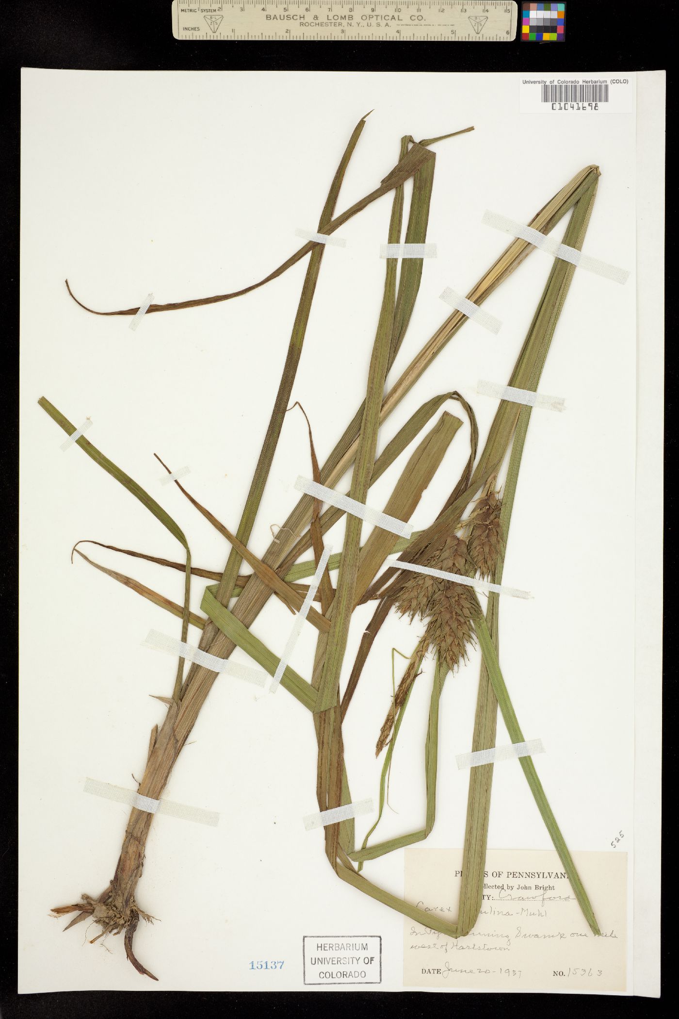 Carex lupulina image