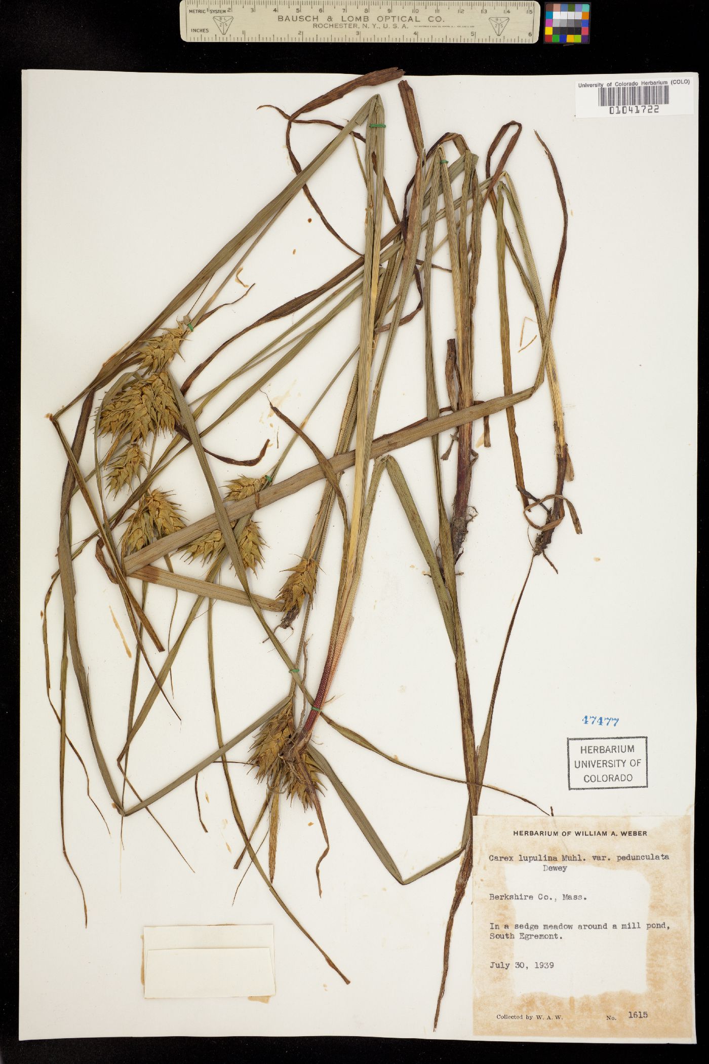 Carex lupulina image