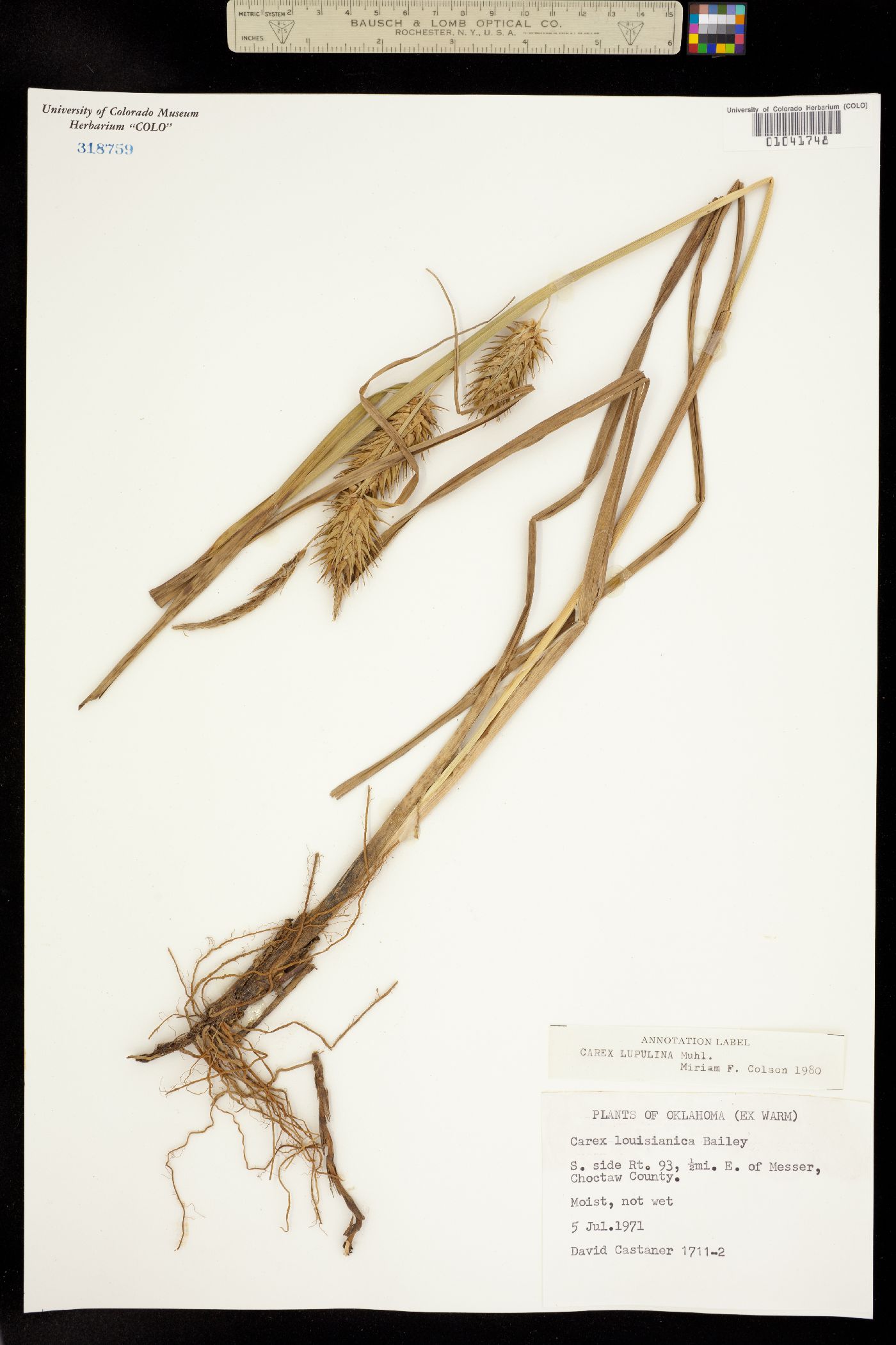 Carex lupulina image