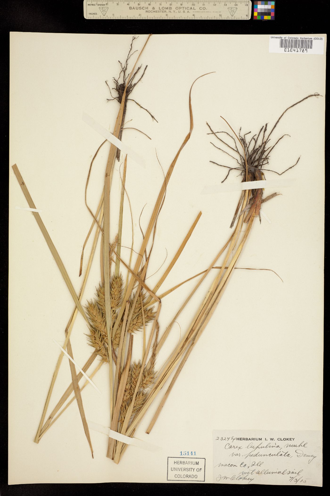 Carex lupulina image