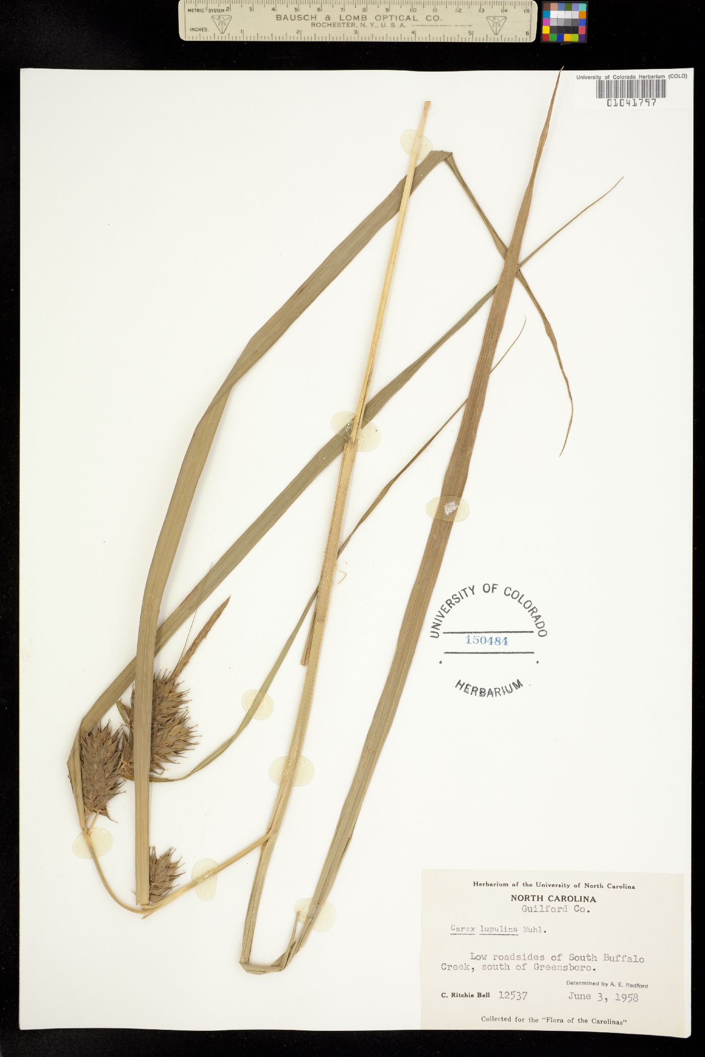 Carex lupulina image