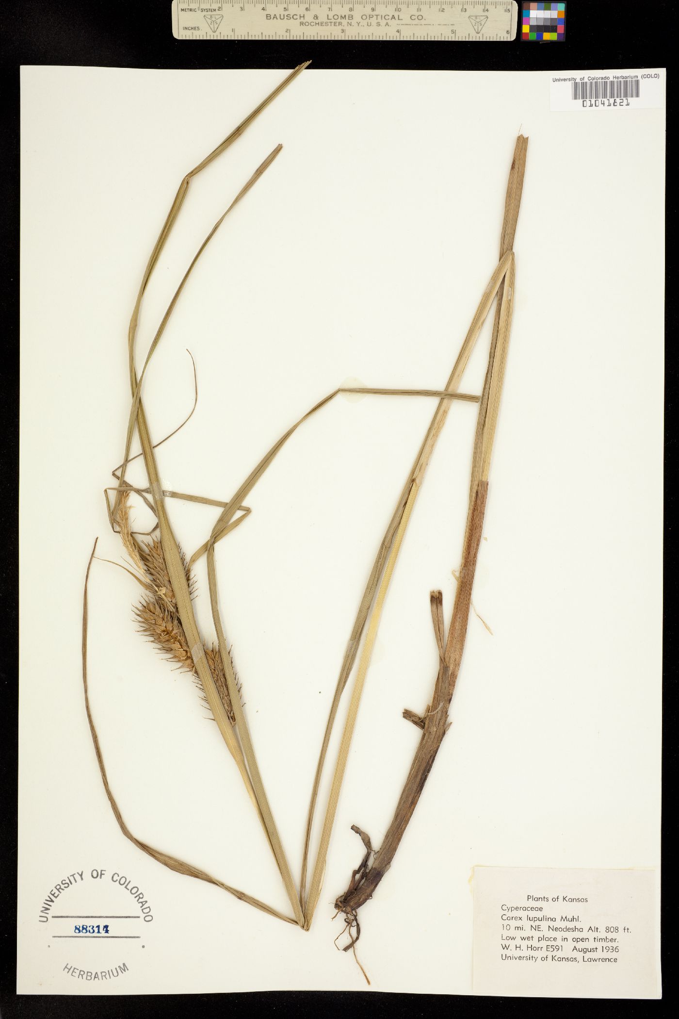 Carex lupulina image