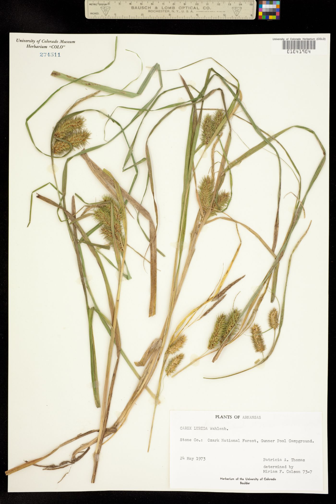 Carex lurida image