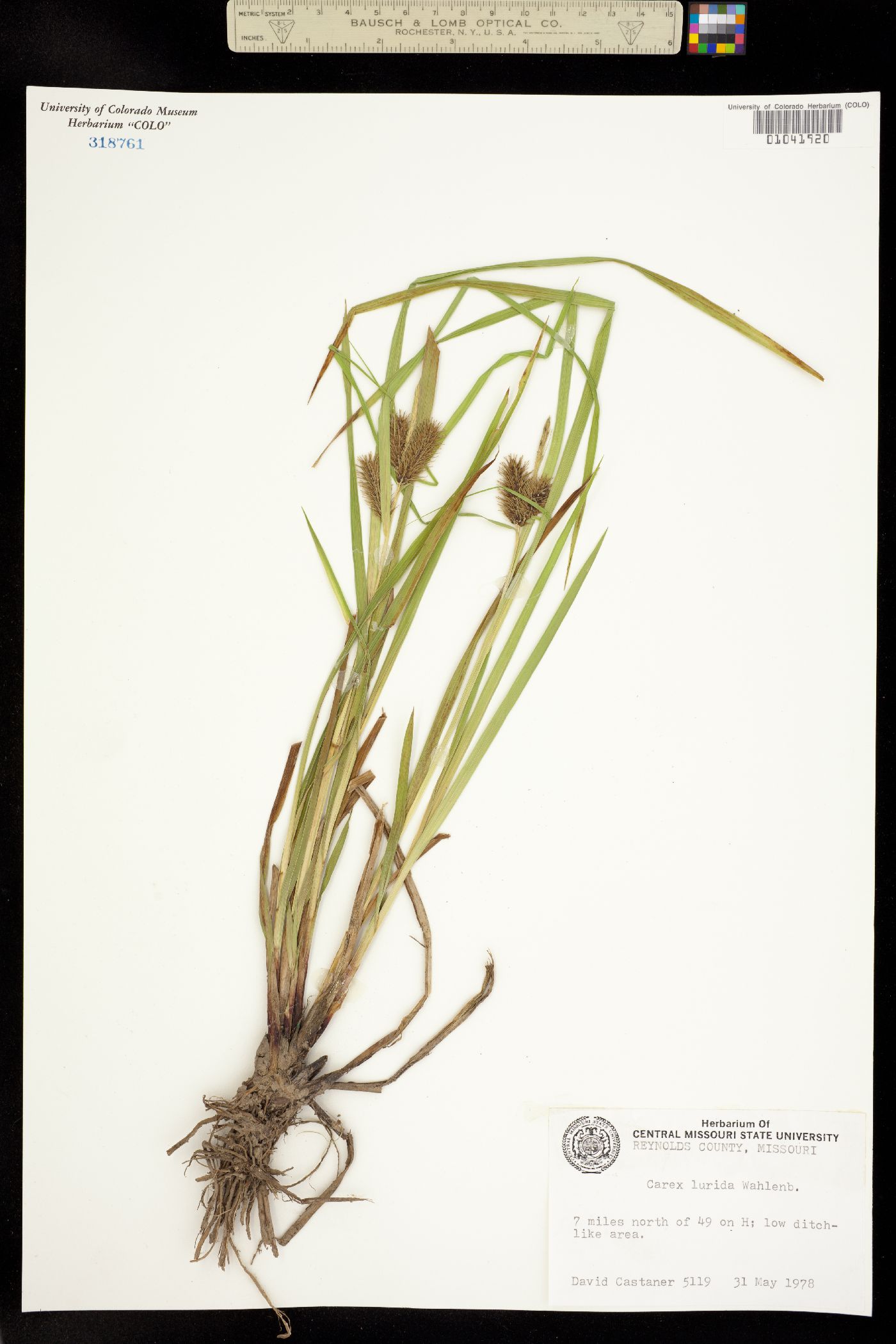 Carex lurida image