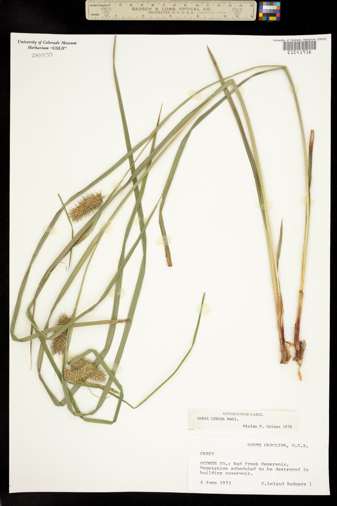 Carex lurida image