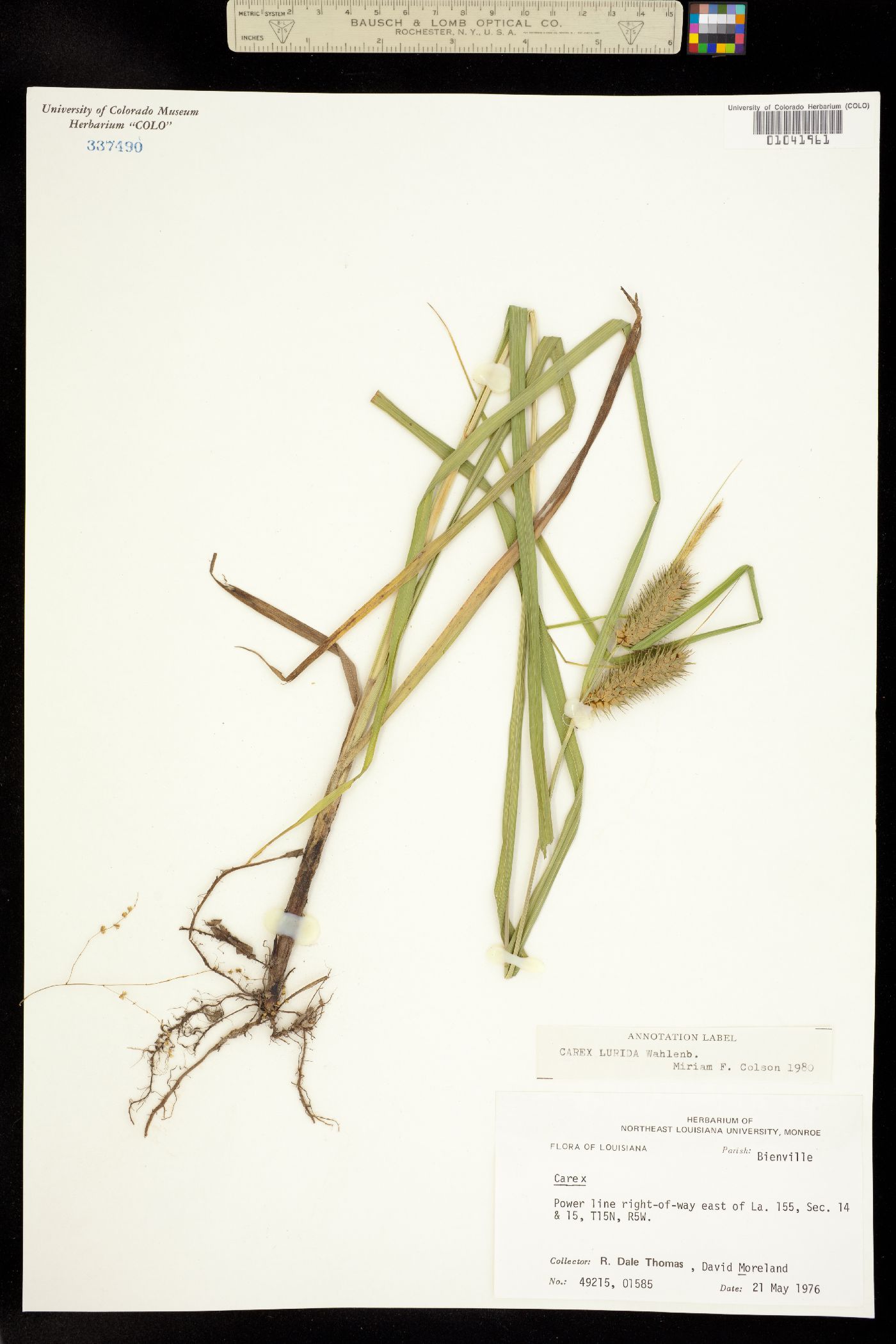 Carex lurida image