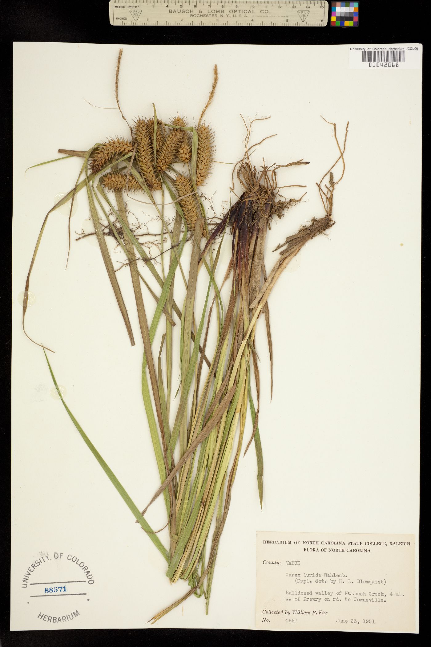Carex lurida image