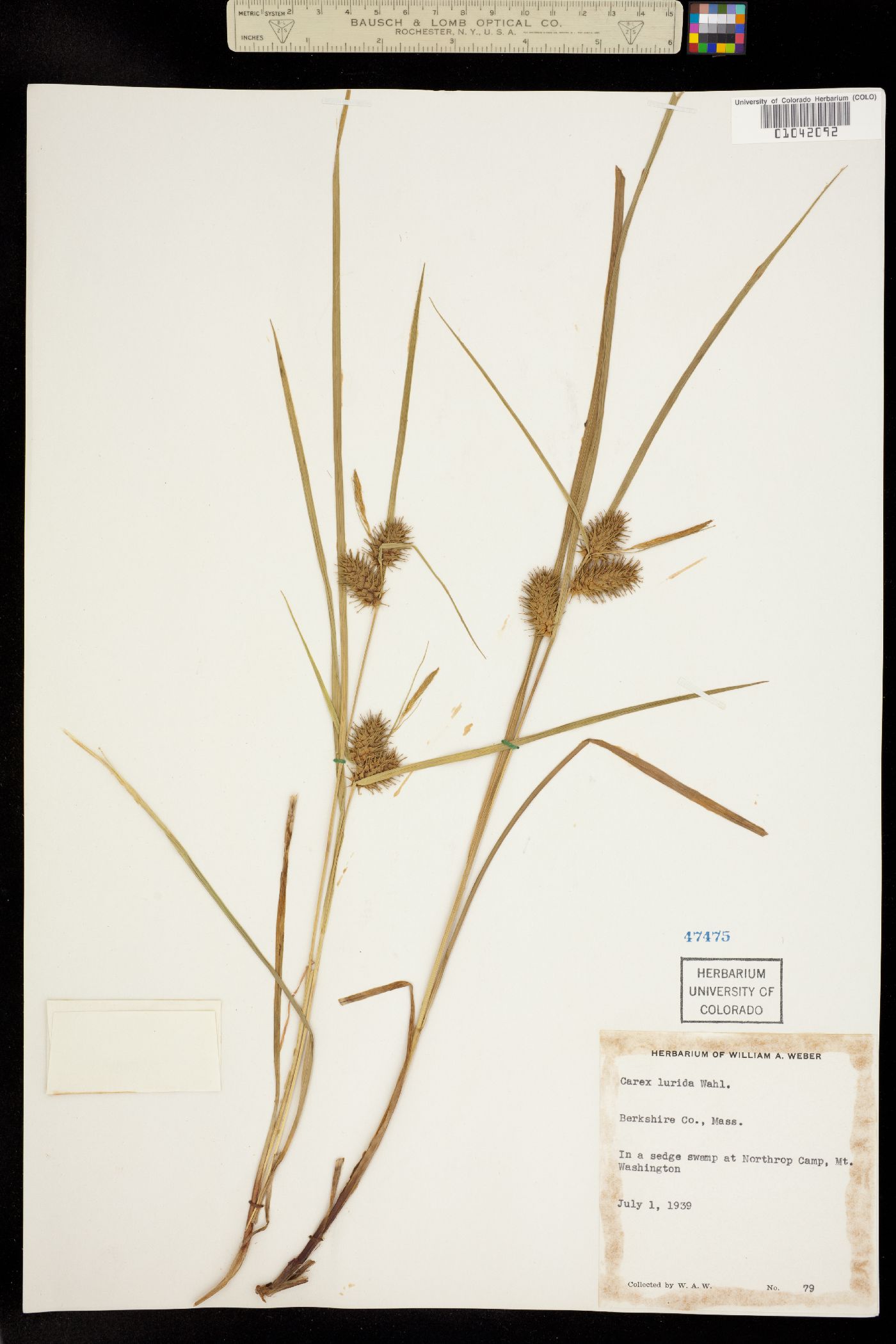 Carex lurida image