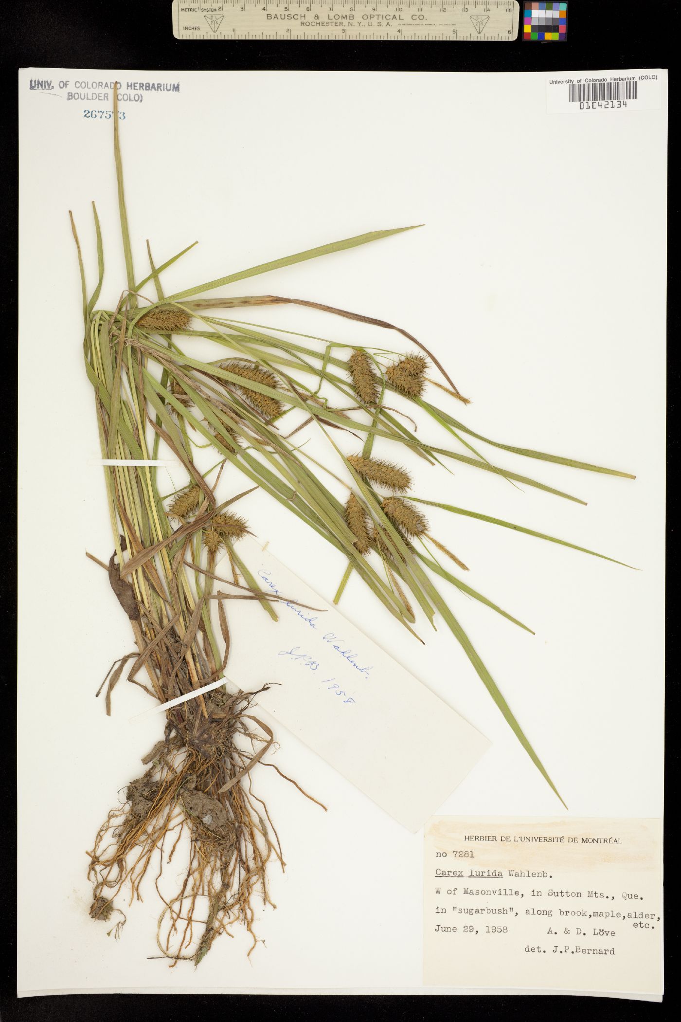 Carex lurida image