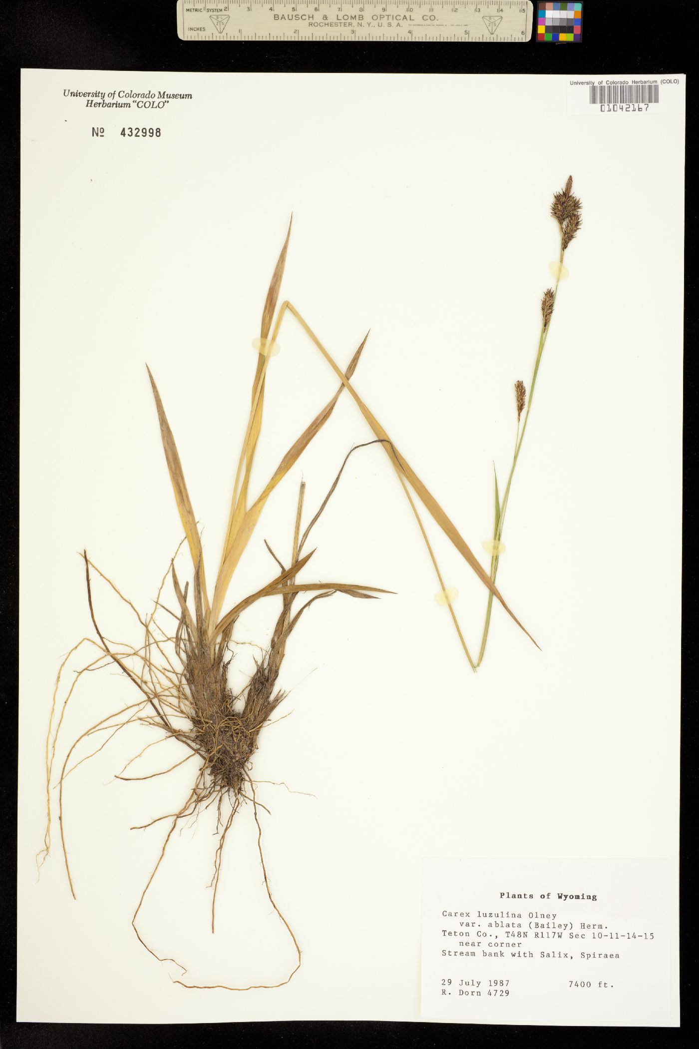 Carex luzulina image