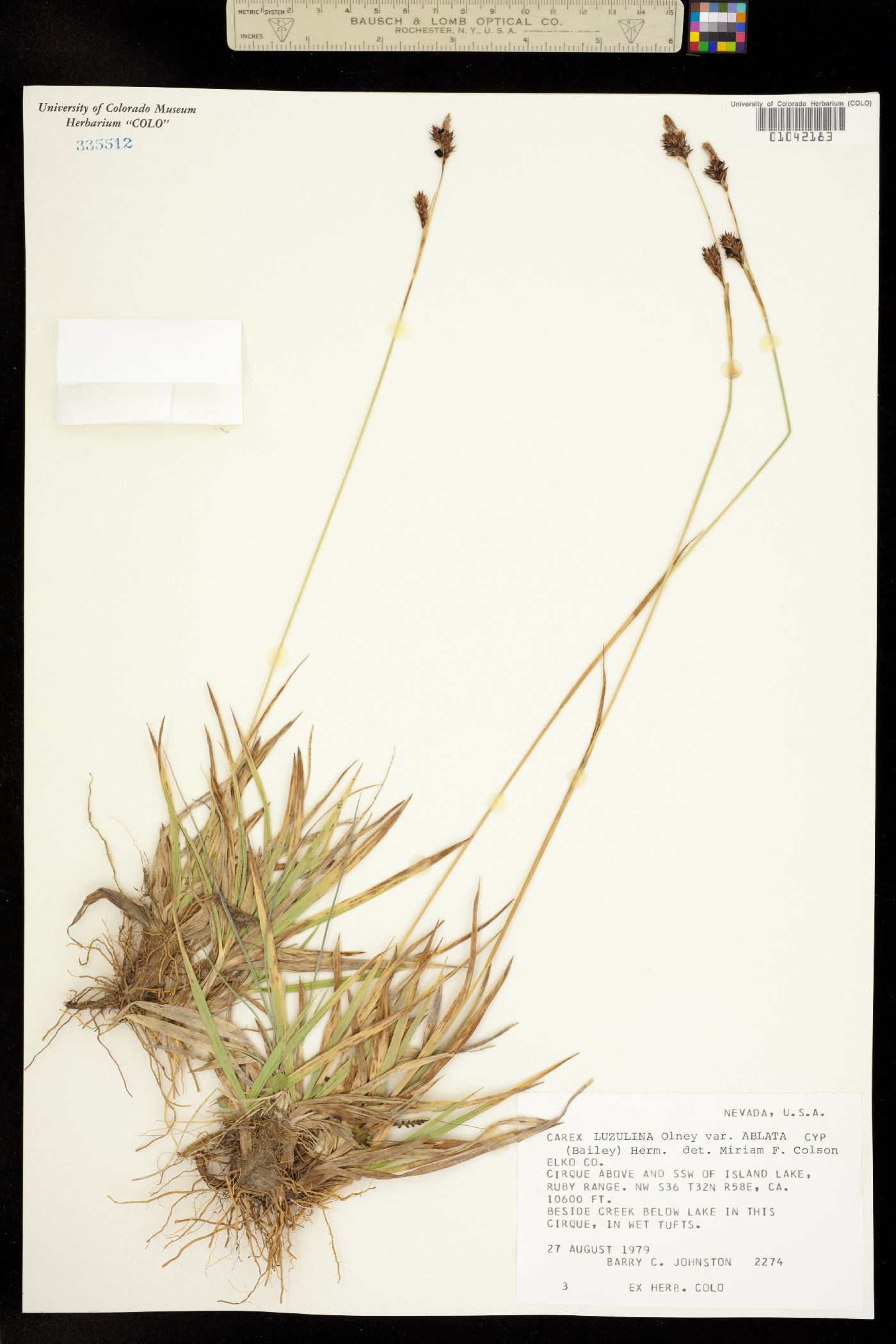 Carex luzulina image