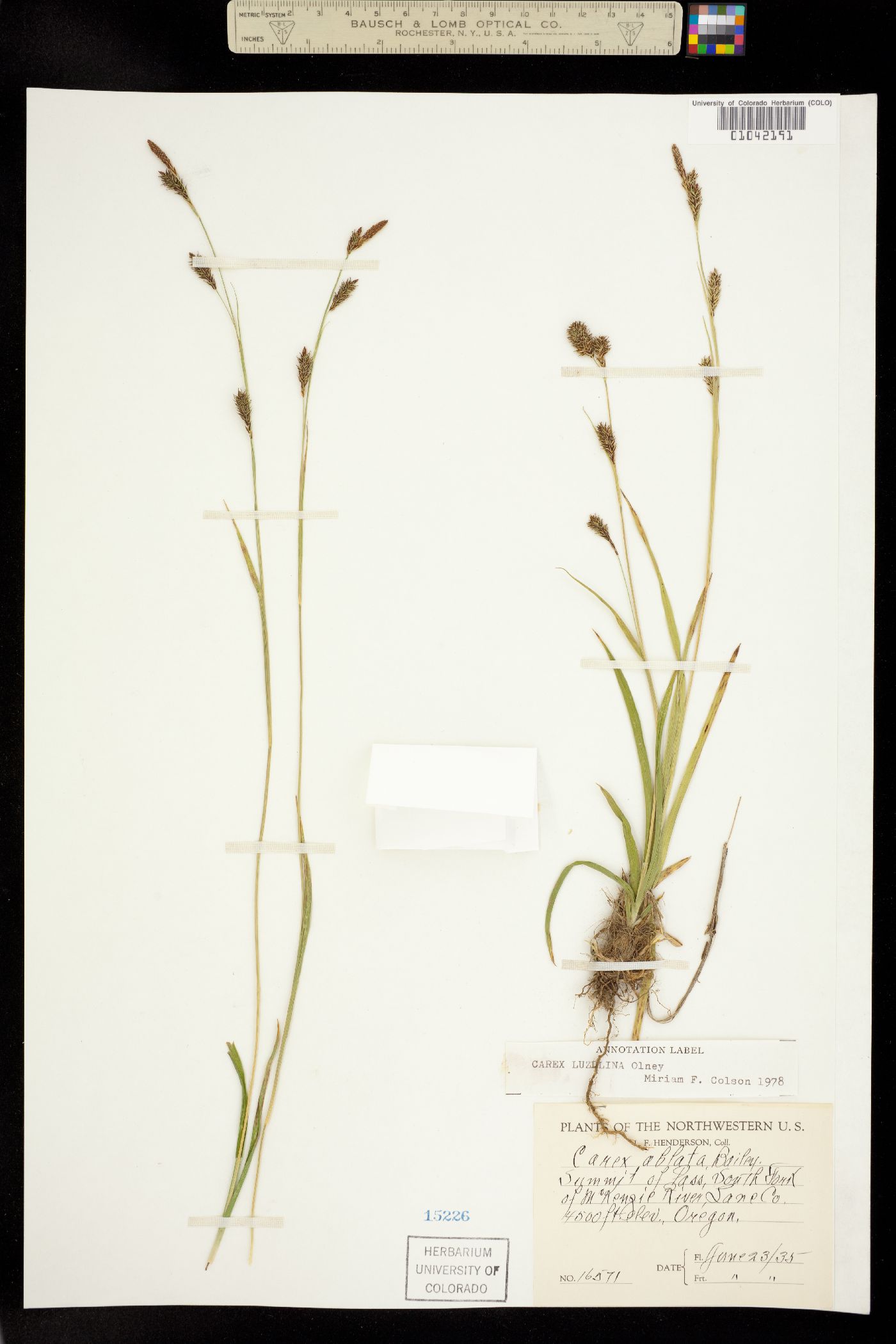 Carex luzulina image