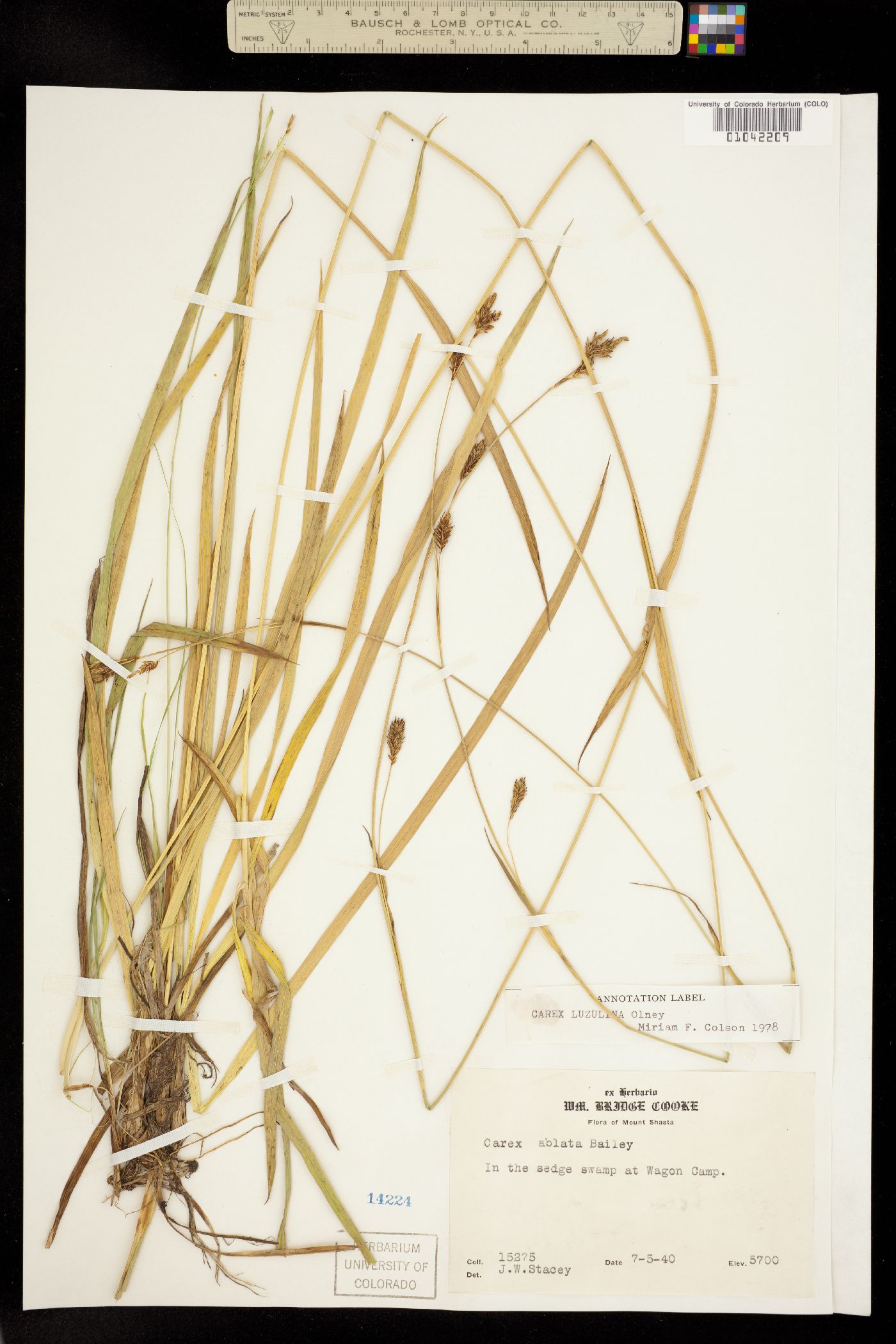 Carex luzulina image
