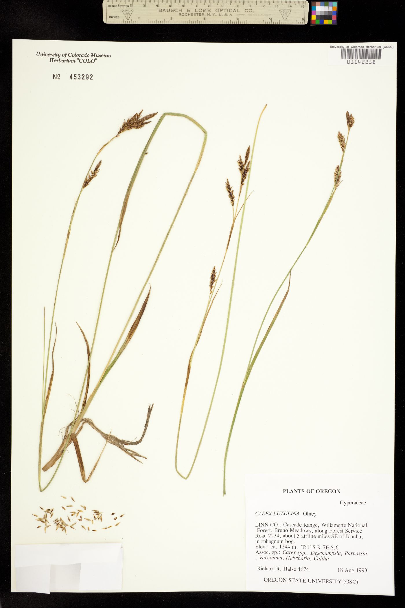 Carex luzulina image