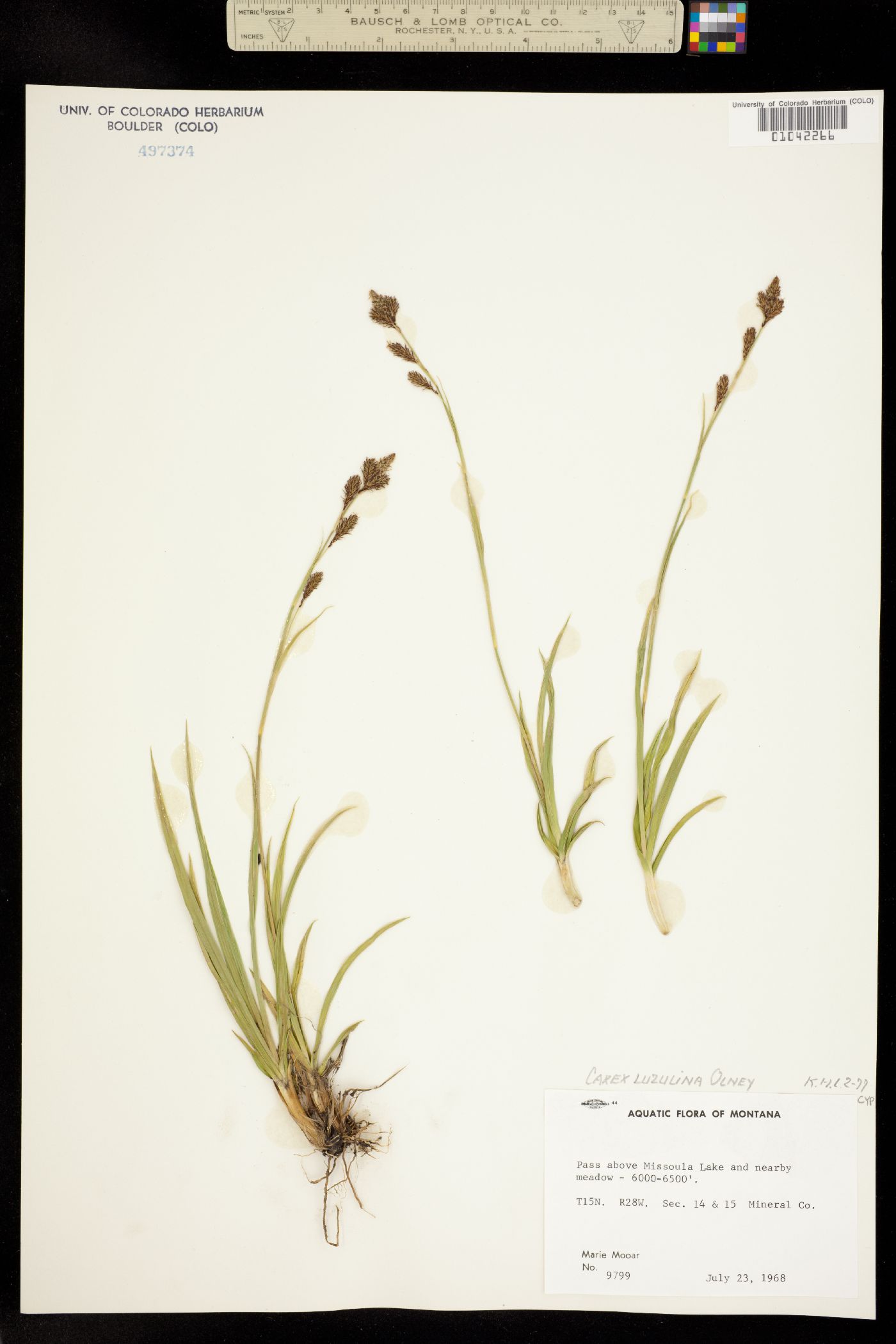 Carex luzulina image