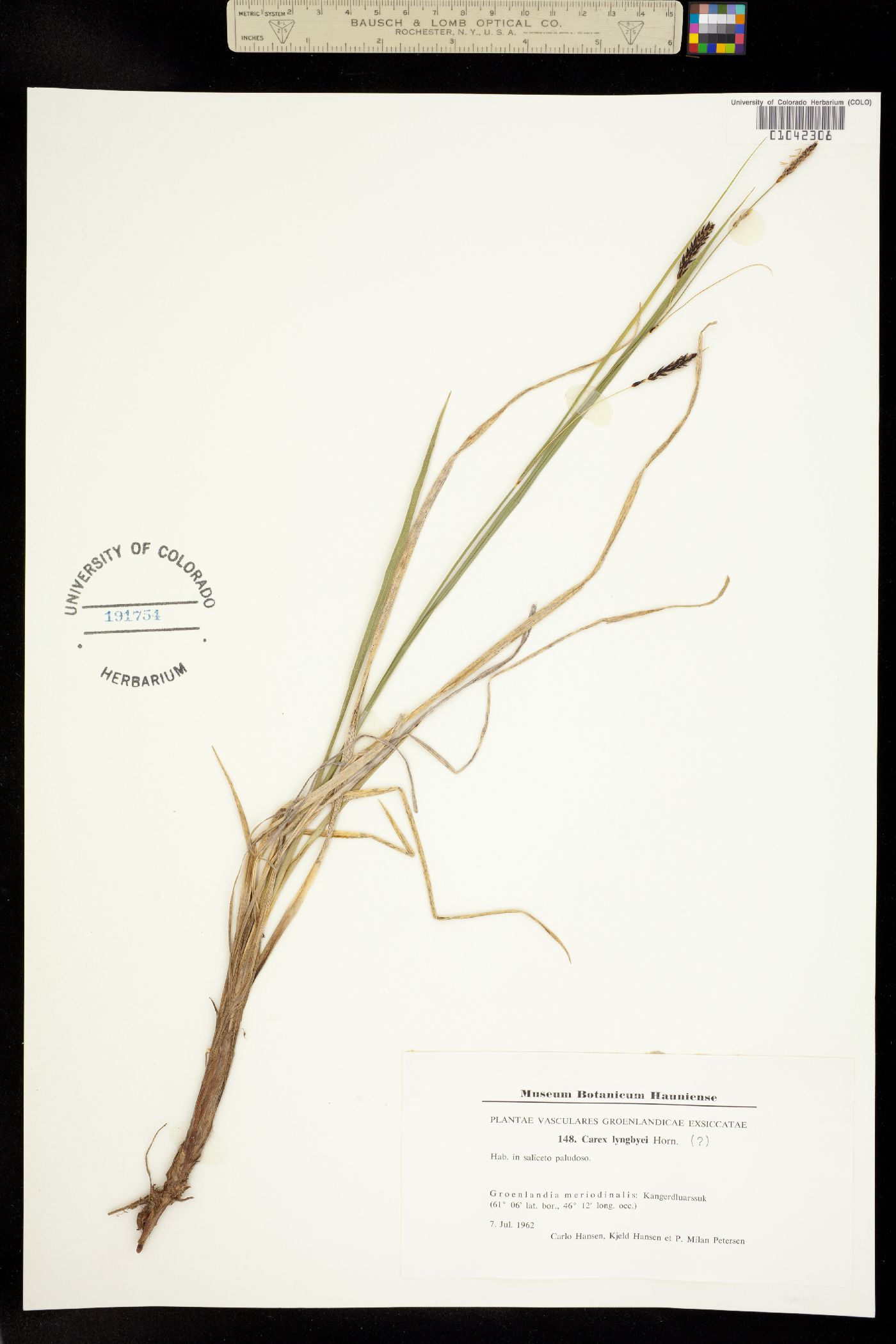 Carex lyngbyei image
