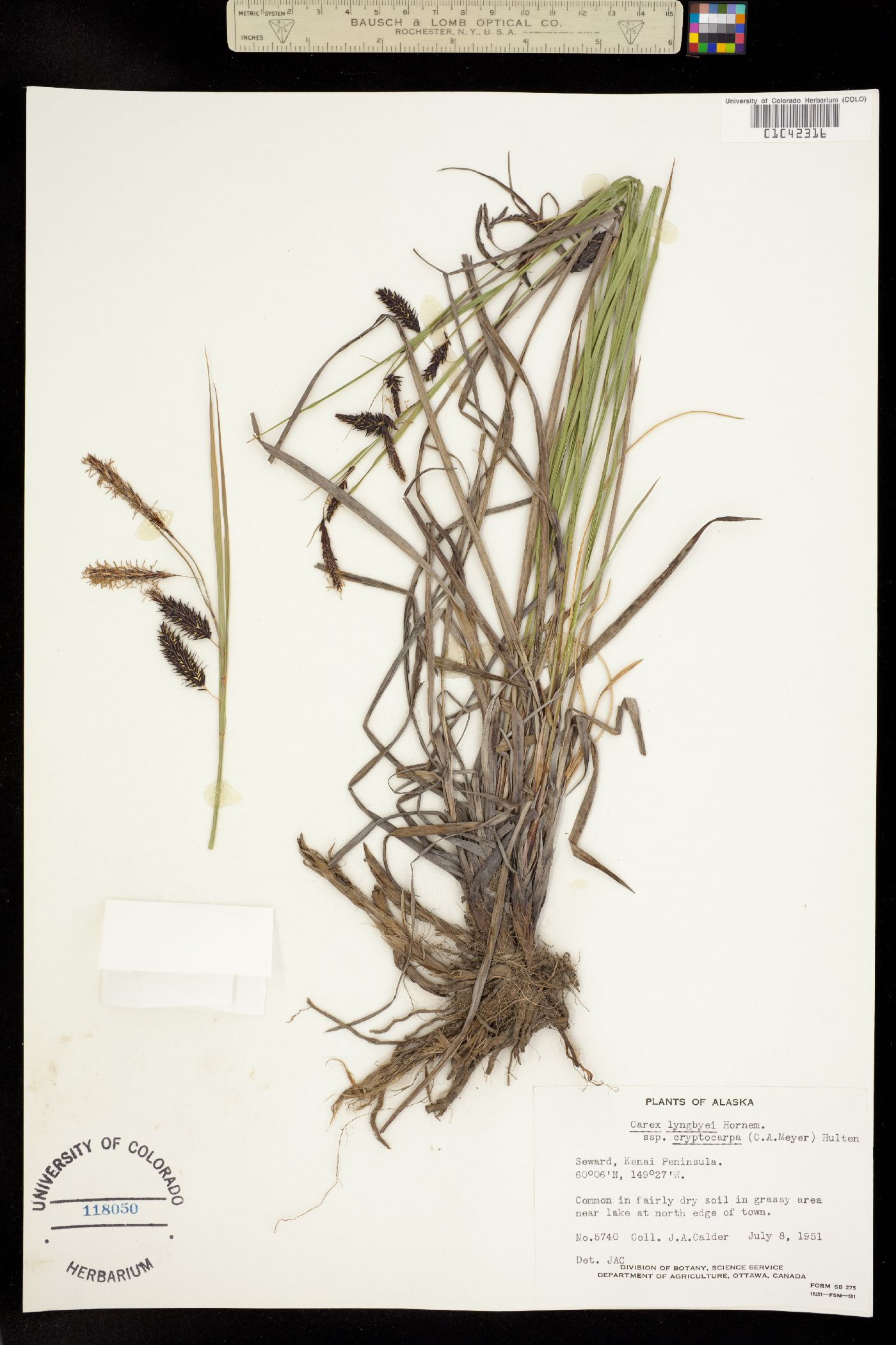 Carex lyngbyei image