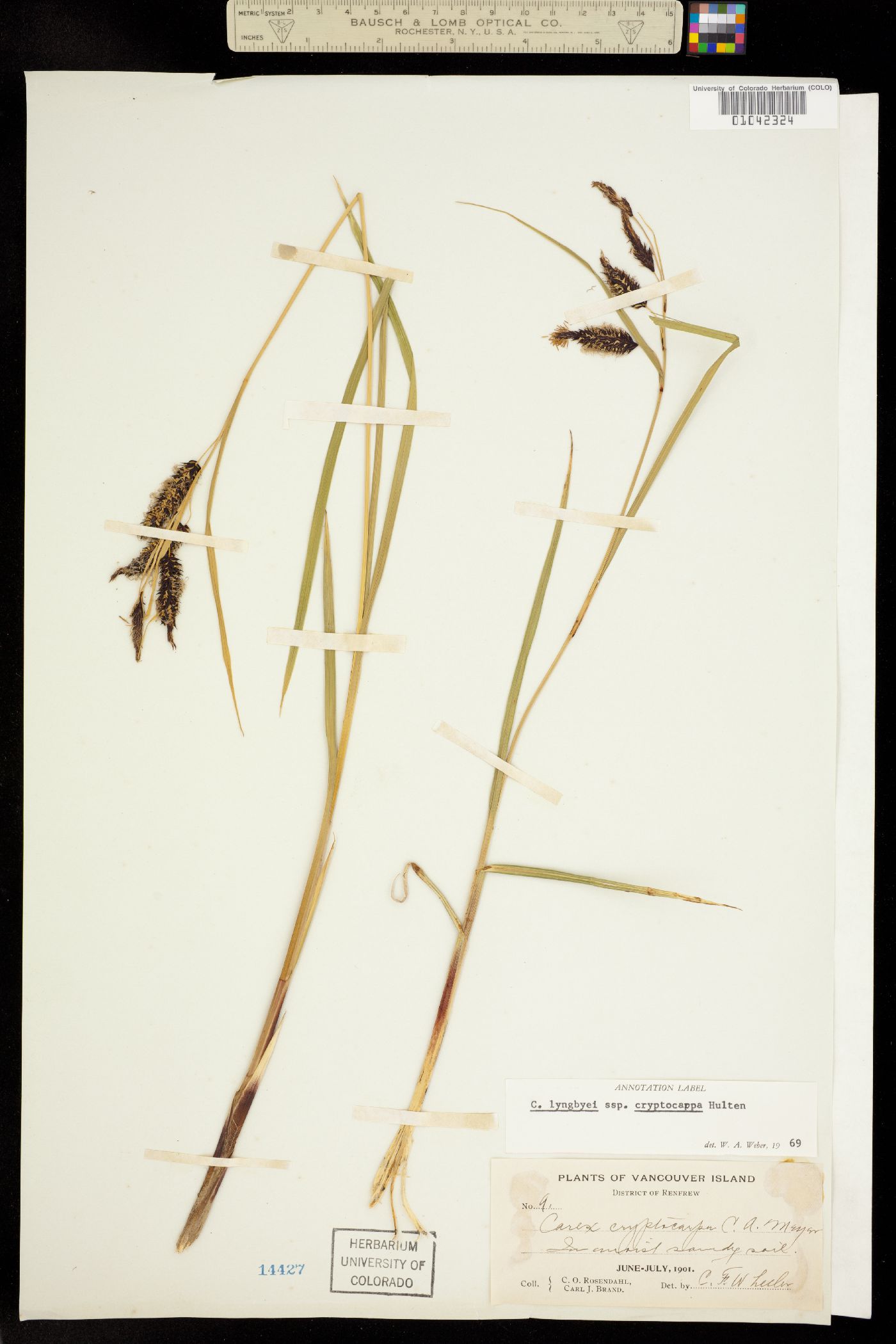Carex lyngbyei image