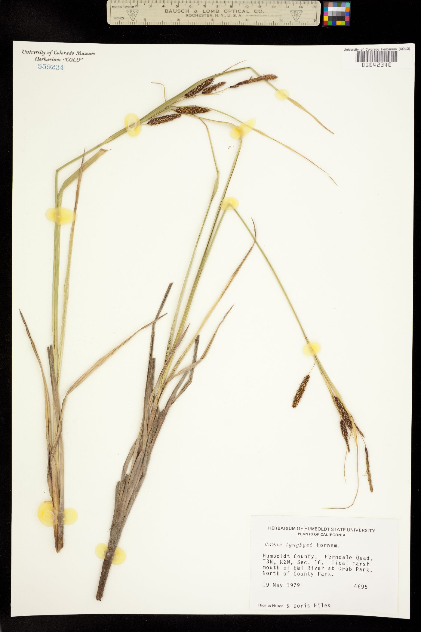 Carex lyngbyei image