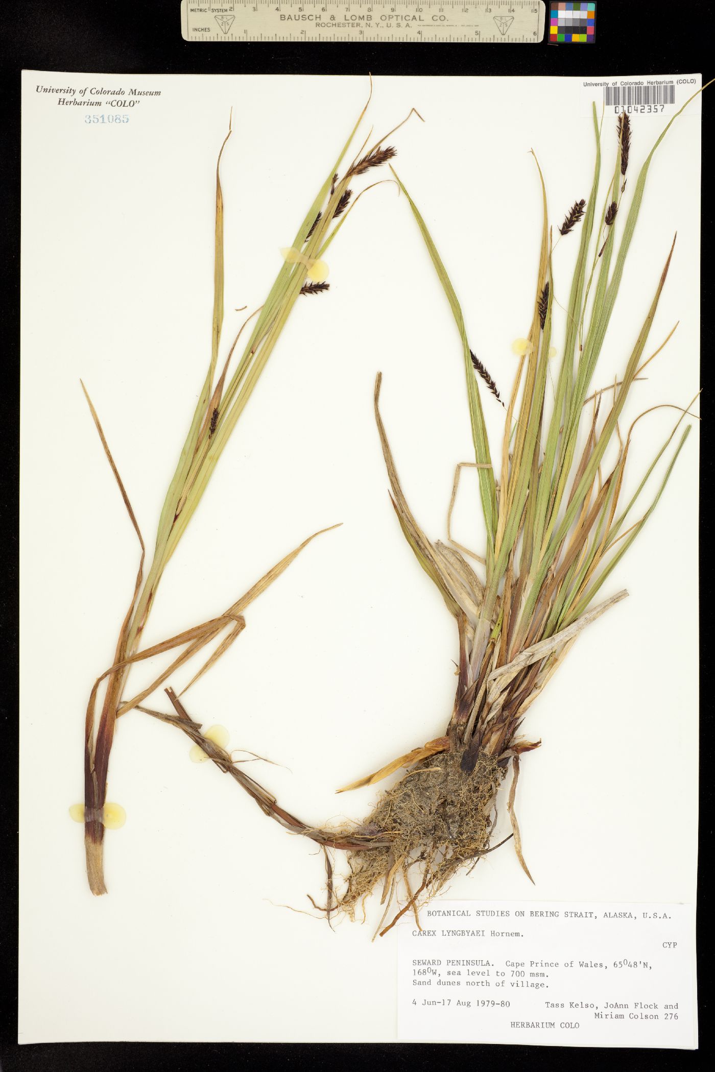 Carex lyngbyei image